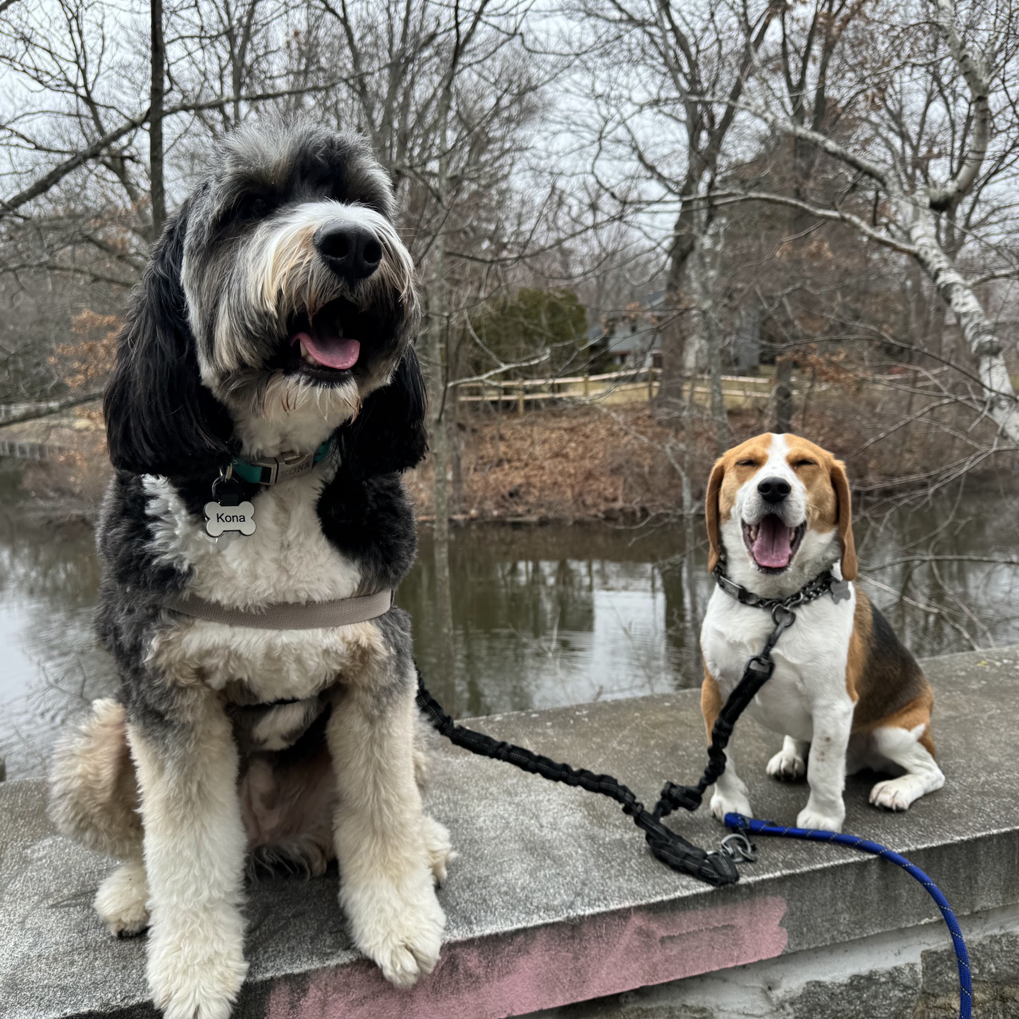 Tracey's Dog Walking Medford