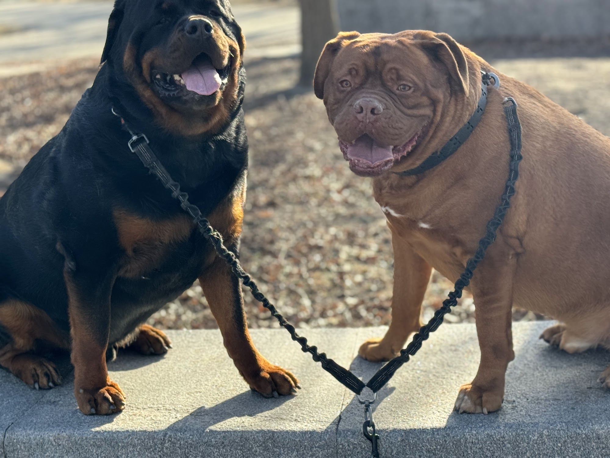 Tracey's Dog Walking Medford