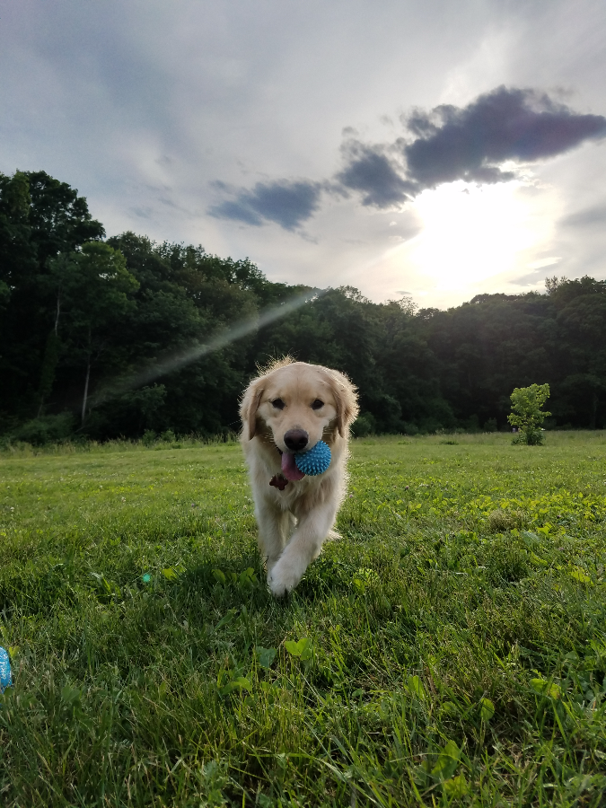 Lucky Lucy's Pets - Dog Walking and Pet Care Servicing Medford and Surrounding Towns Medford