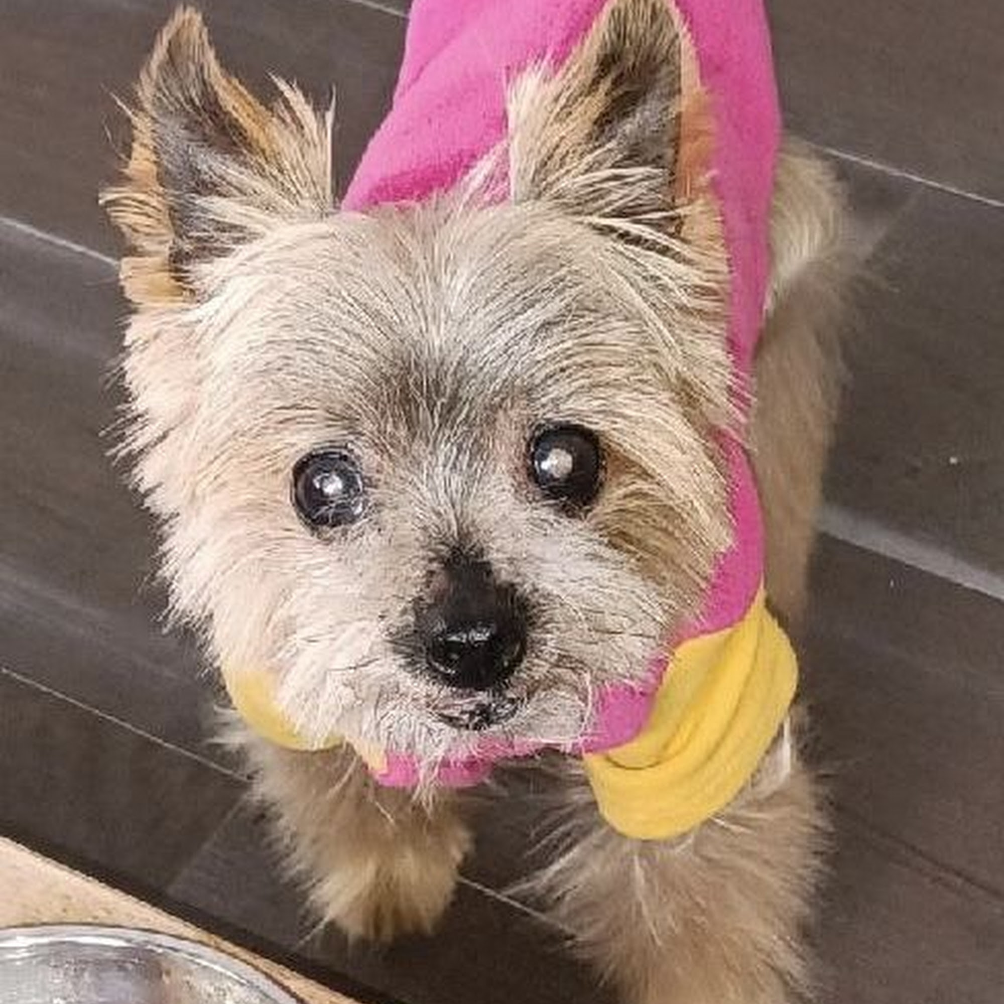 All Fur Love Pet Grooming Medway