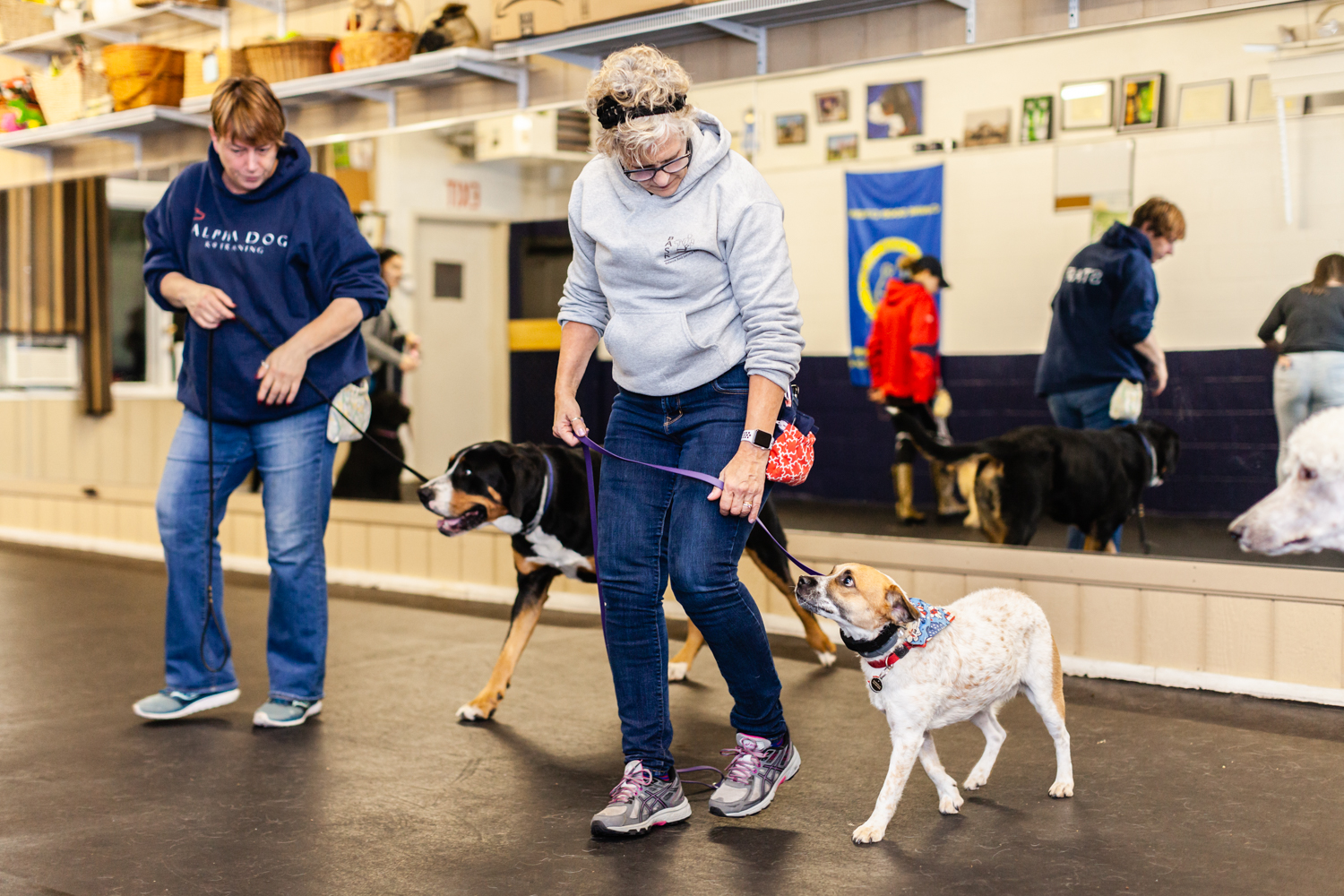 Alpha Dog K9 Training Medway