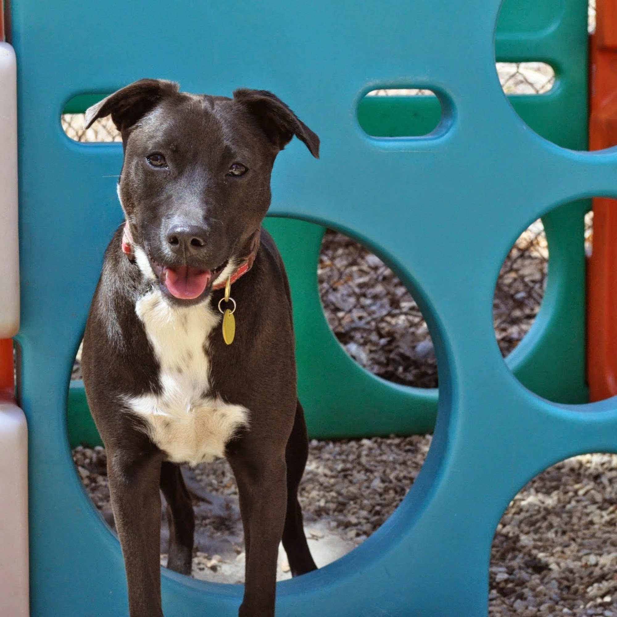 Top Dog Daycare Medway