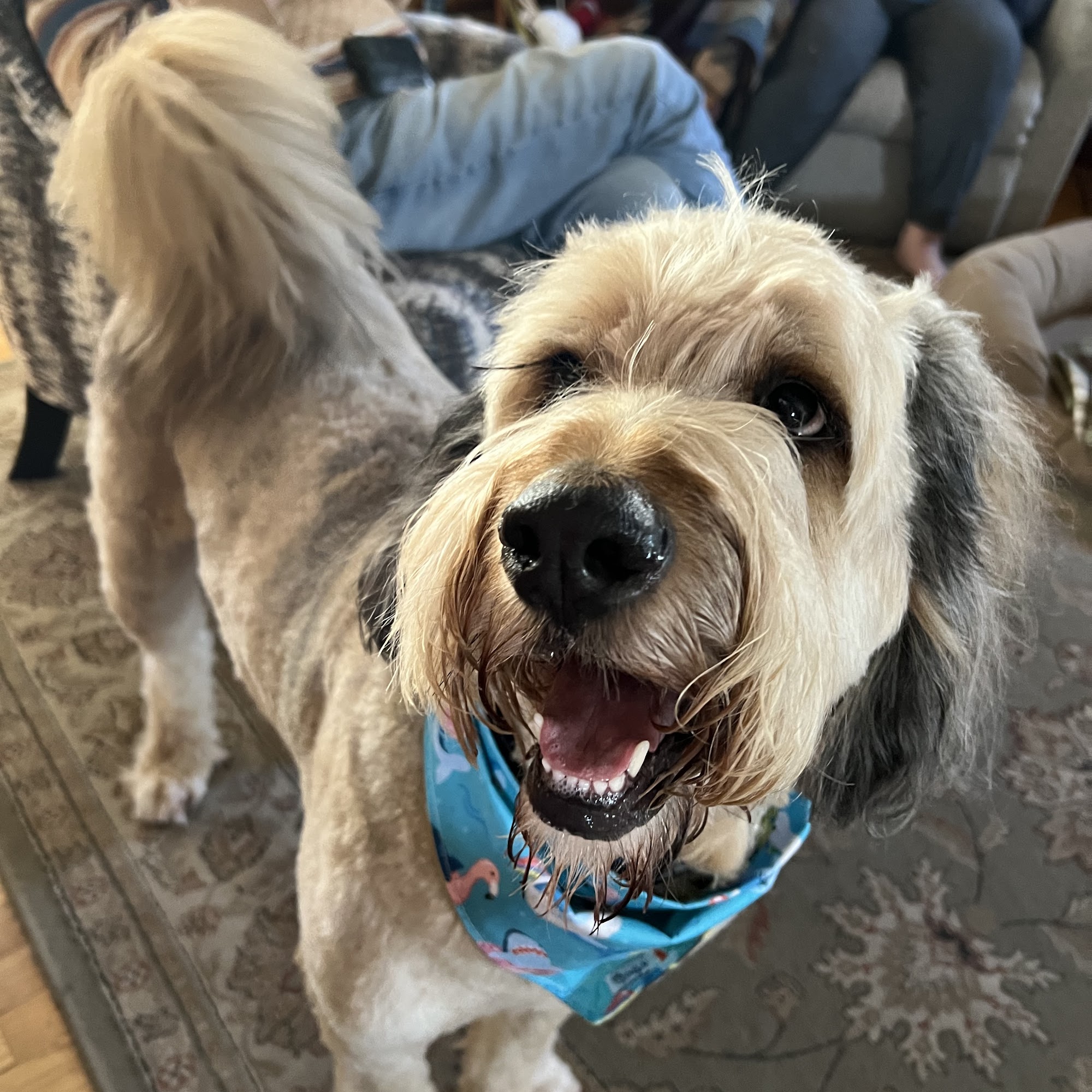 The Main Groomer Medway