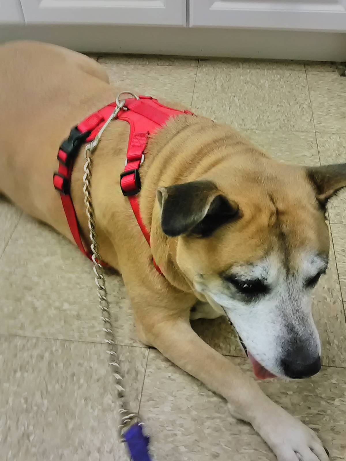 Mendon Animal Clinic Mendon