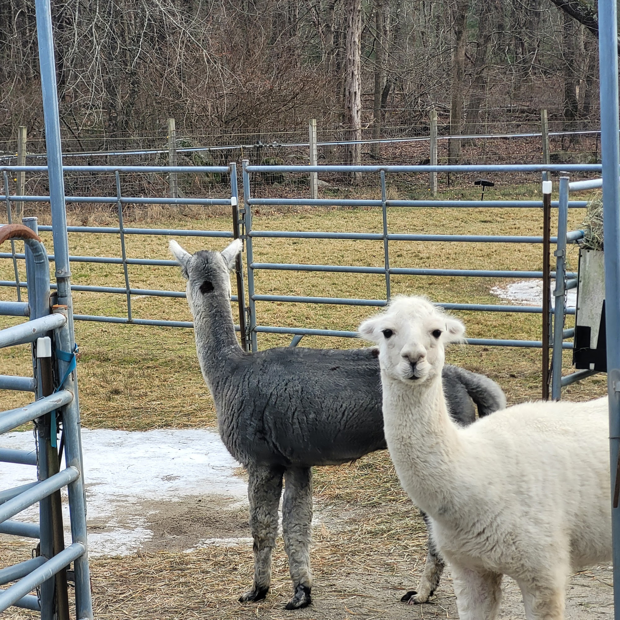 Quisset Hill Farm Mendon