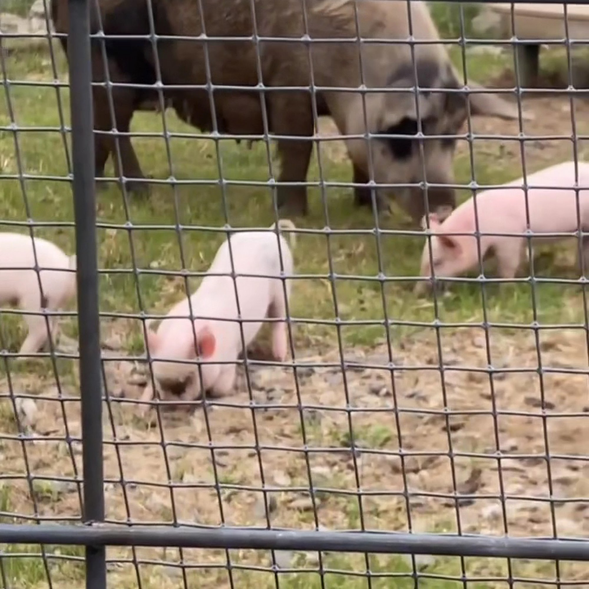 MSPCA at Nevins Farm Methuen