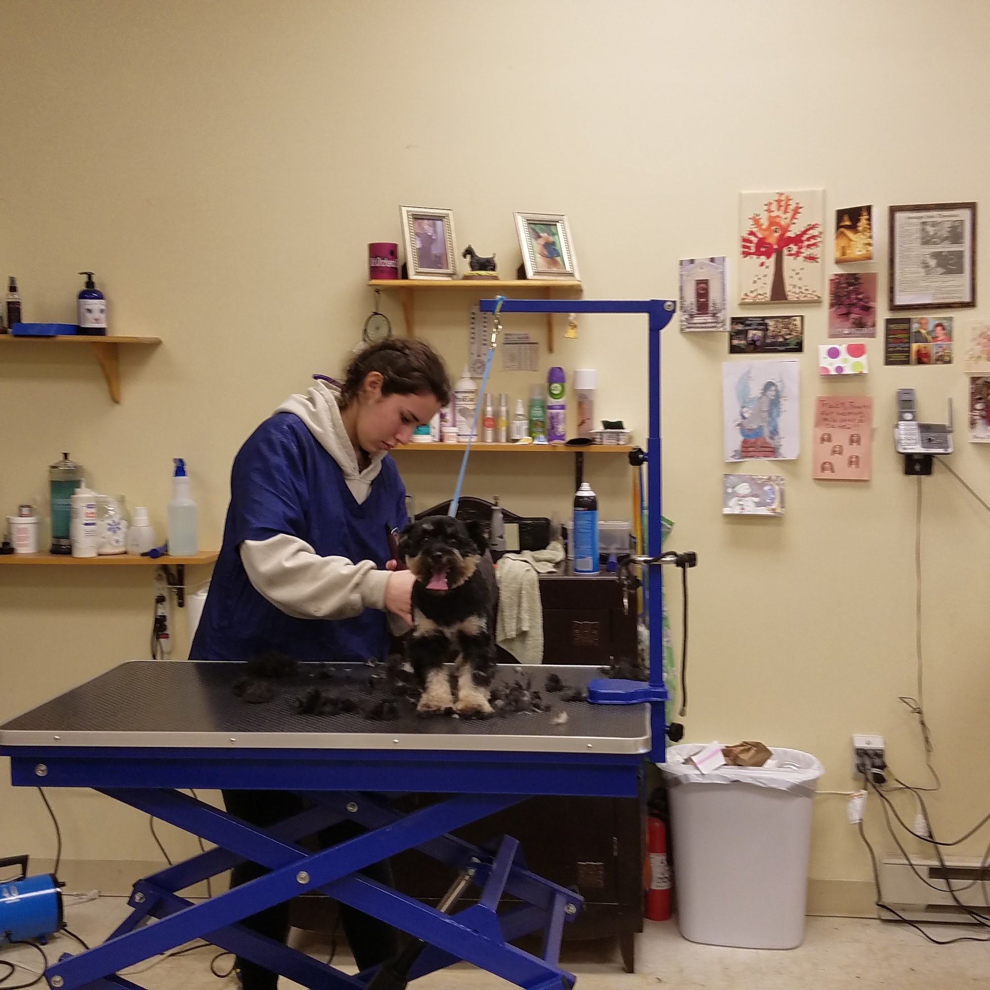 Top Knots & Tabbies Methuen