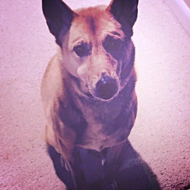 Top Knots & Tabbies Methuen