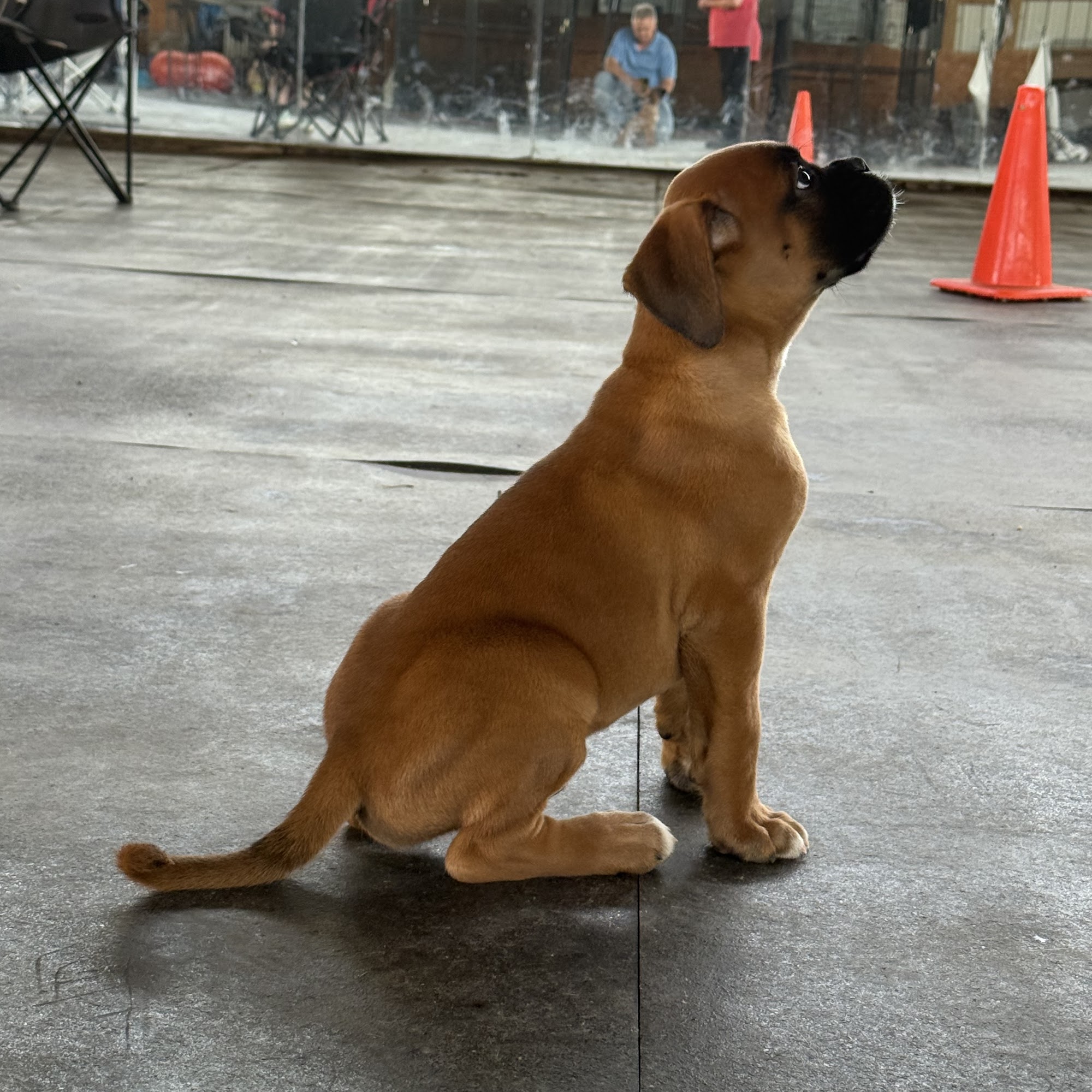 Naked Dog Training Methuen