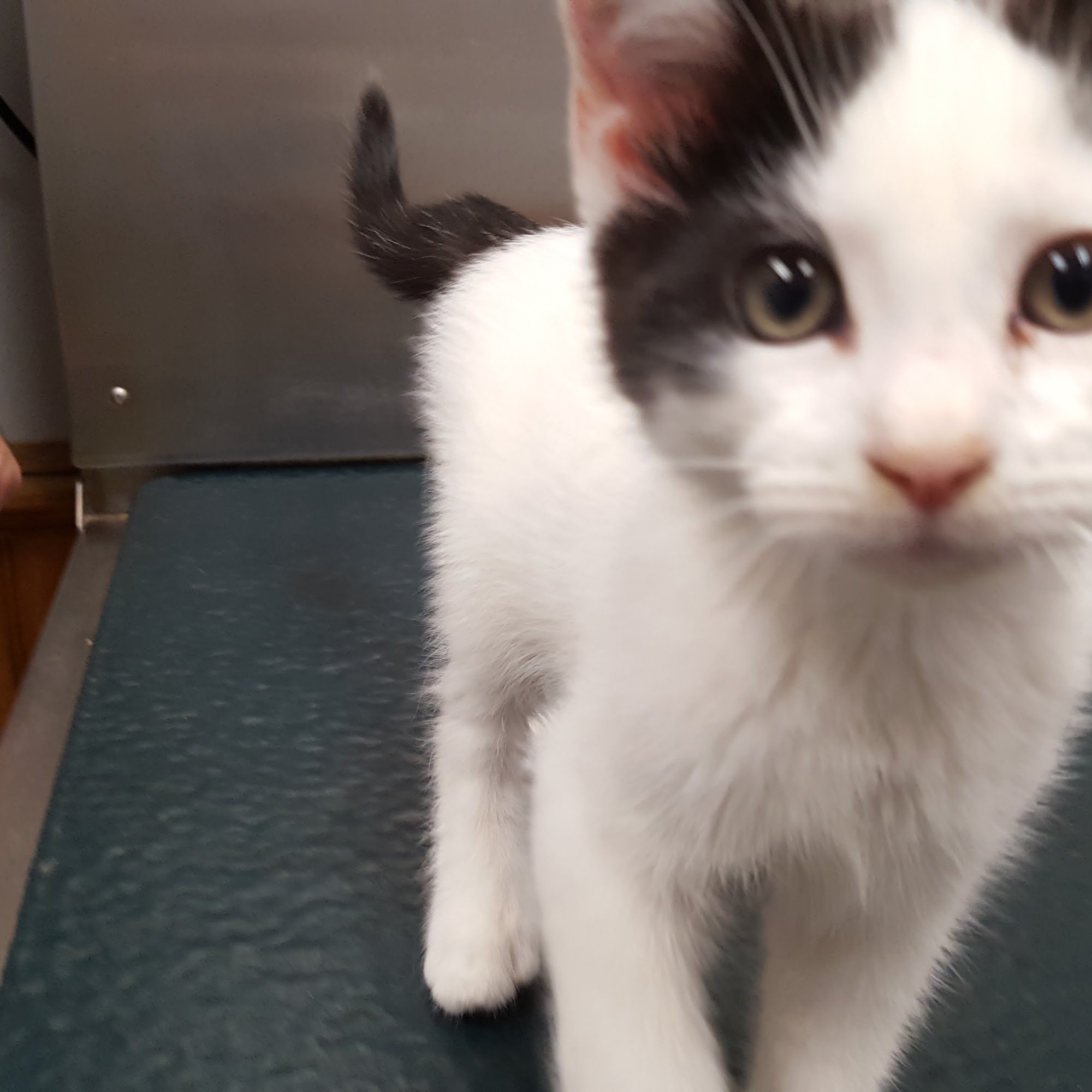 Middleboro Animal Clinic Middleborough