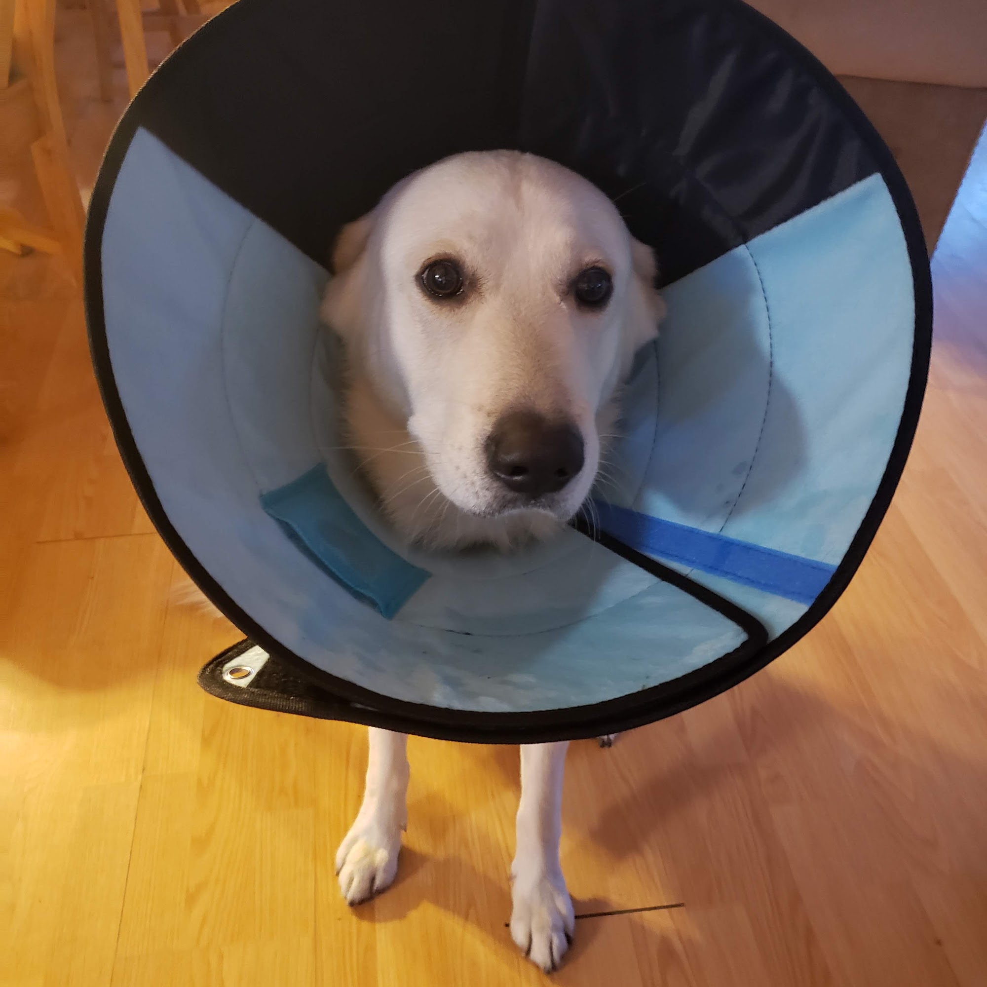 Chase Veterinary Clinic Middleborough