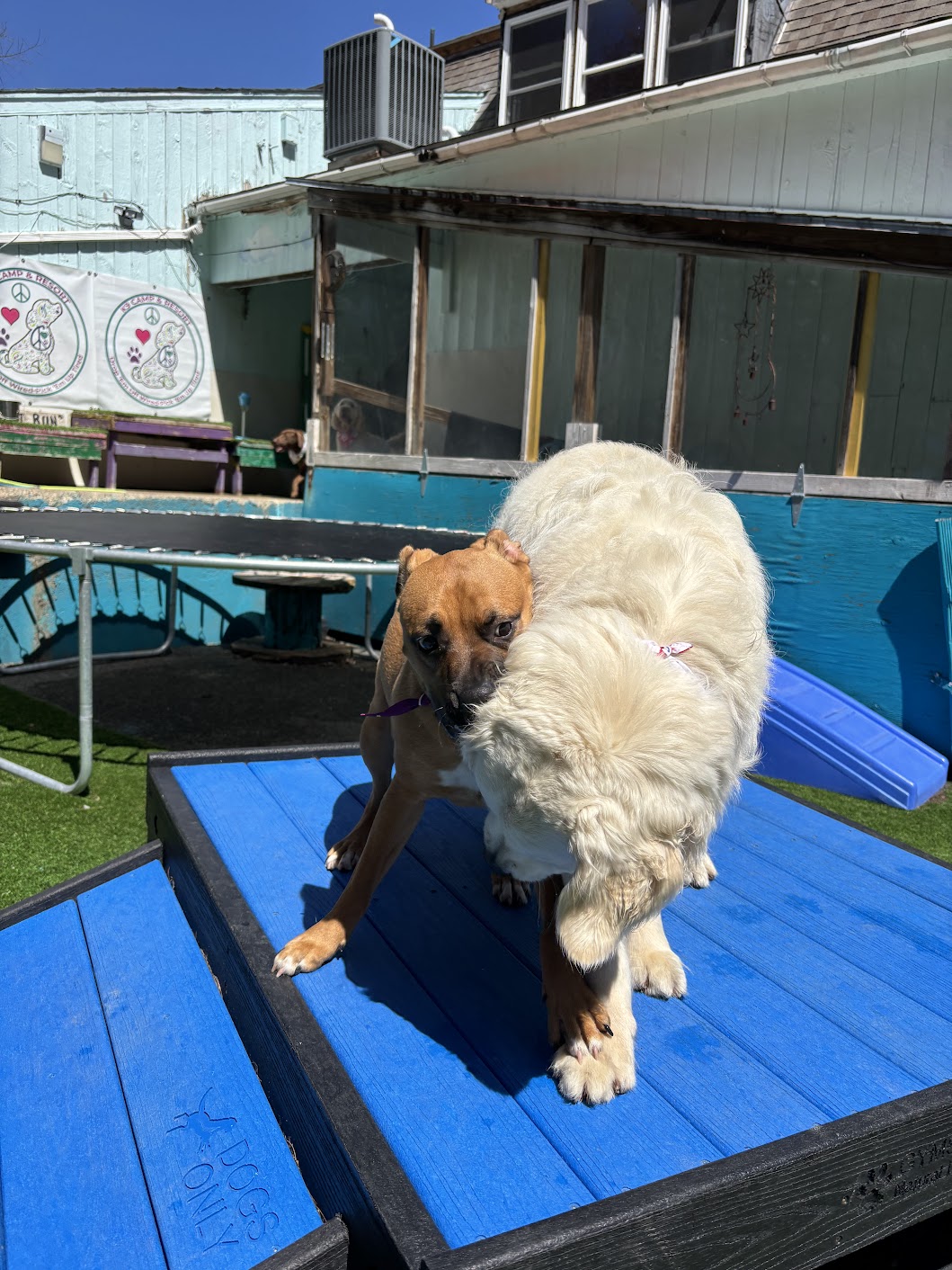 K9 Camp & Resort Middleborough