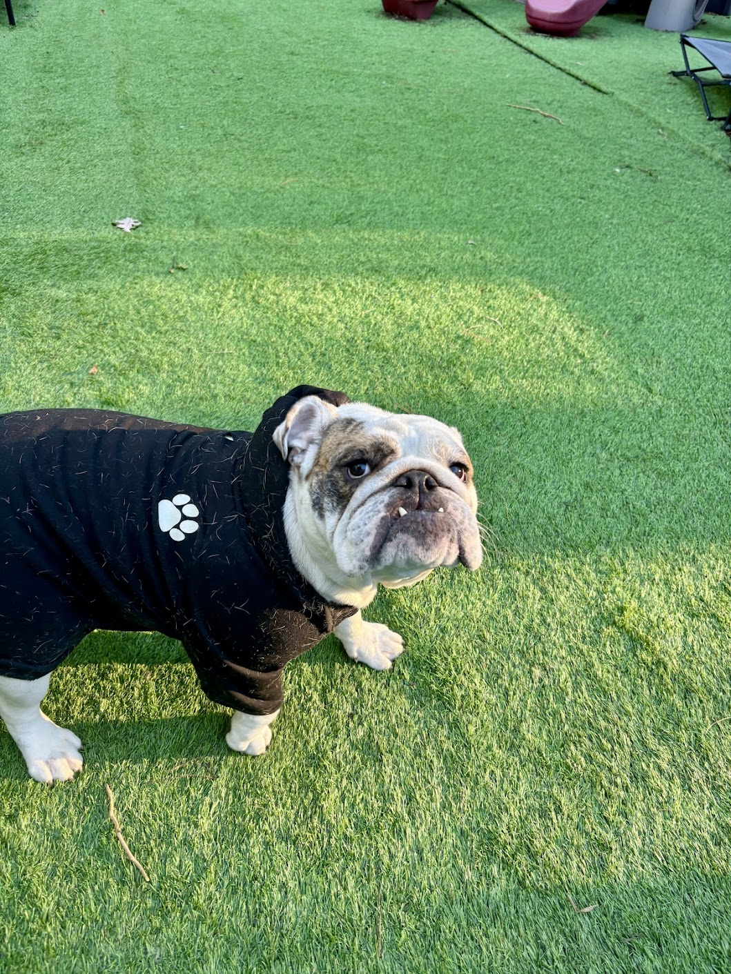 K9 Camp & Resort Middleborough