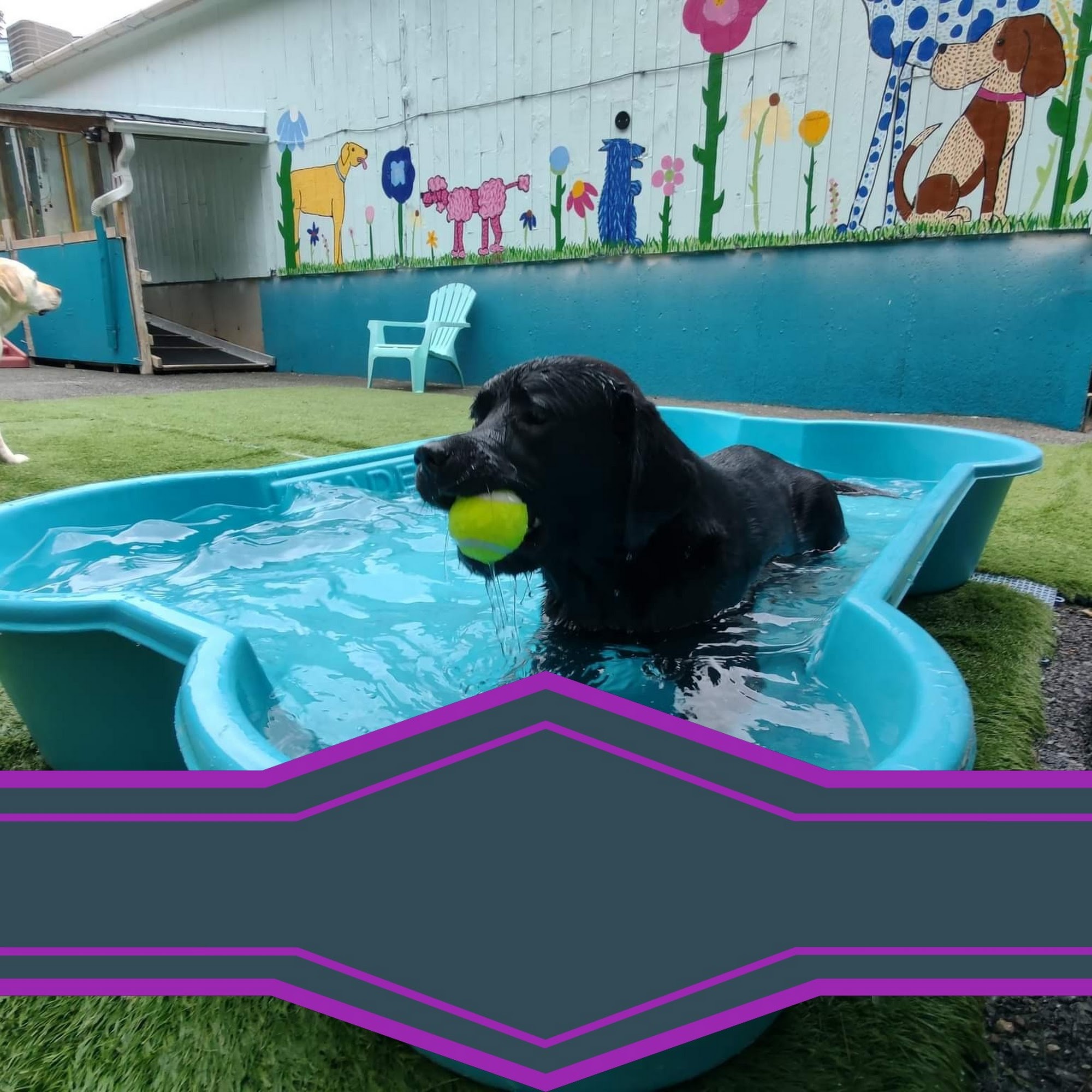 K9 Camp & Resort Middleborough