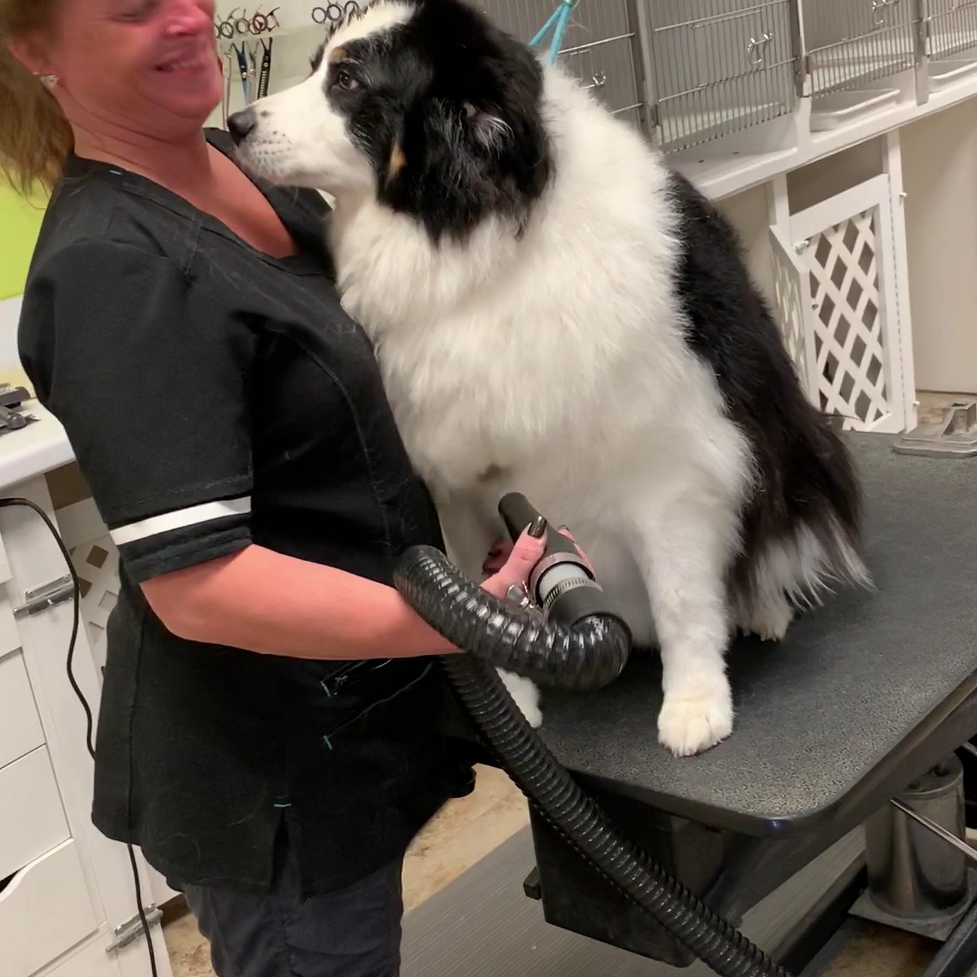 Pets of Sugarland Middleton