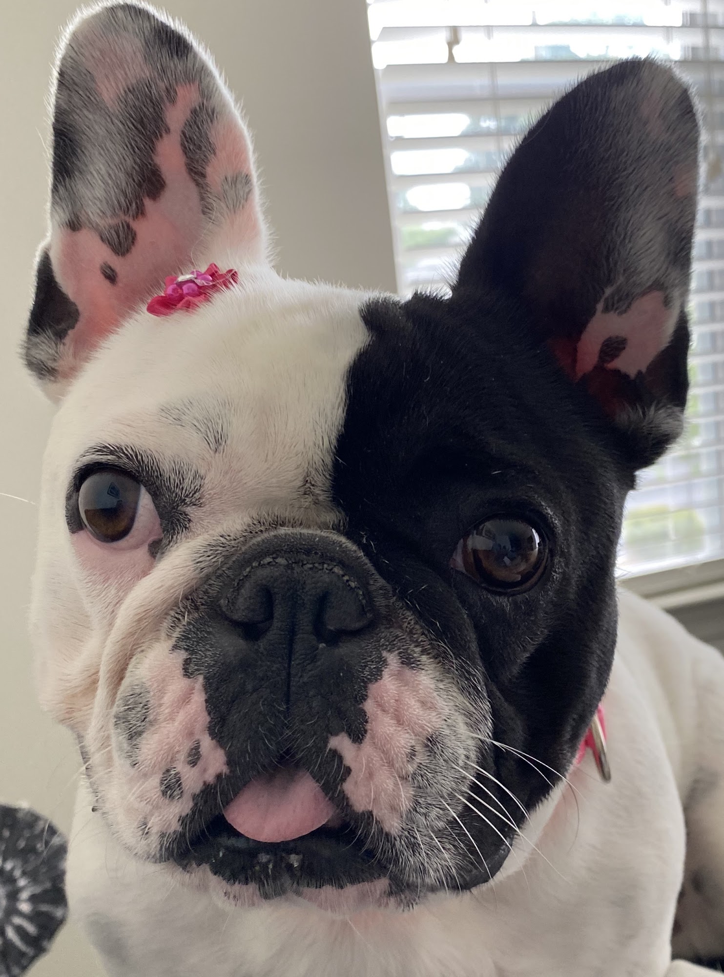 Pets of Sugarland Middleton