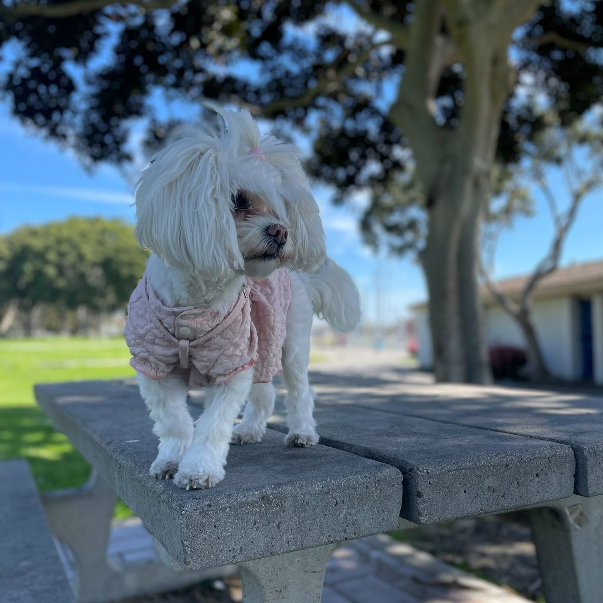 Clips N Dips Pet Grooming Middleton