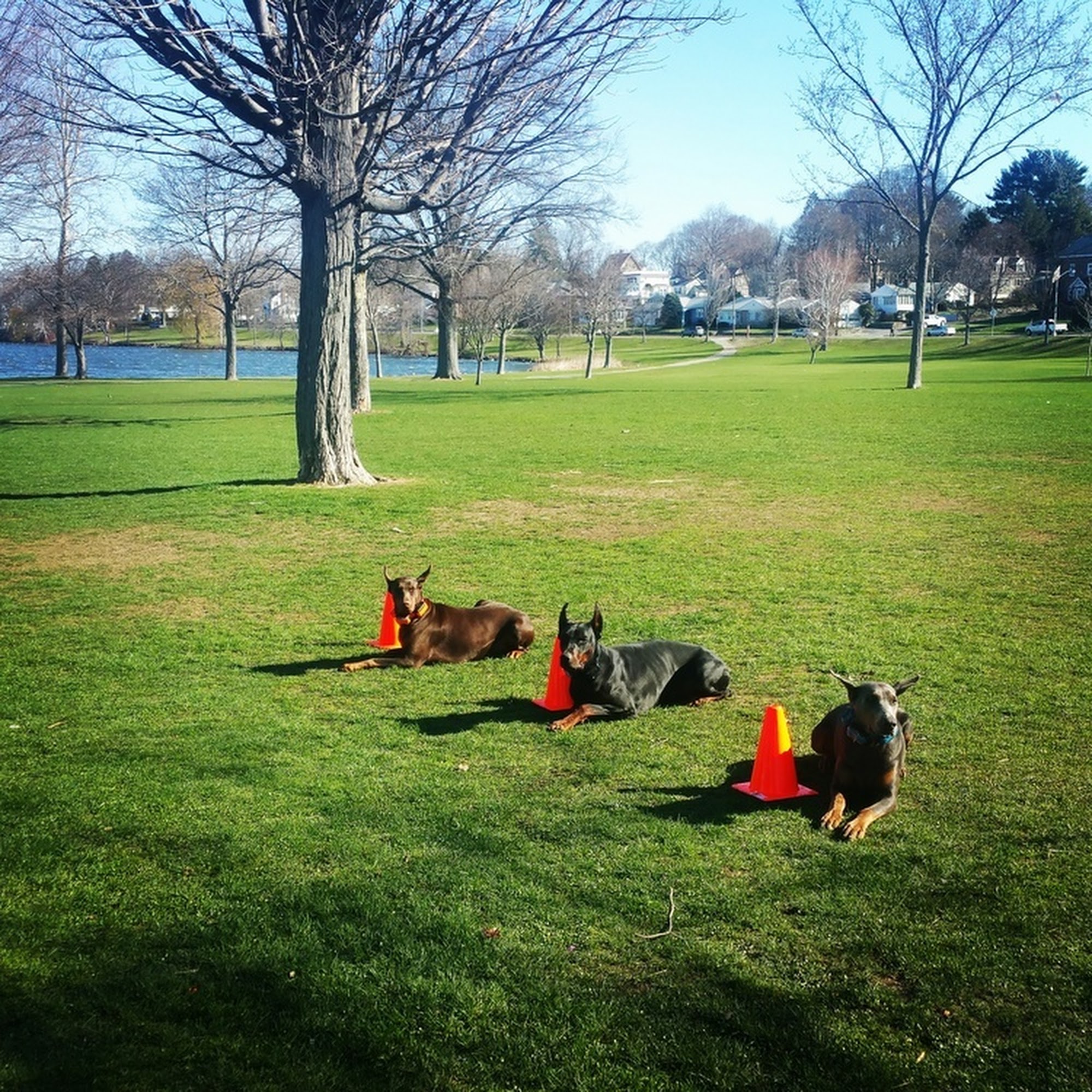 New England Canine Middleton