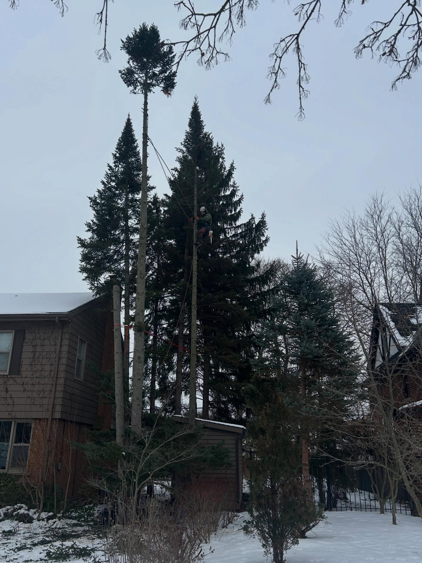 M & M Tree Services Inc