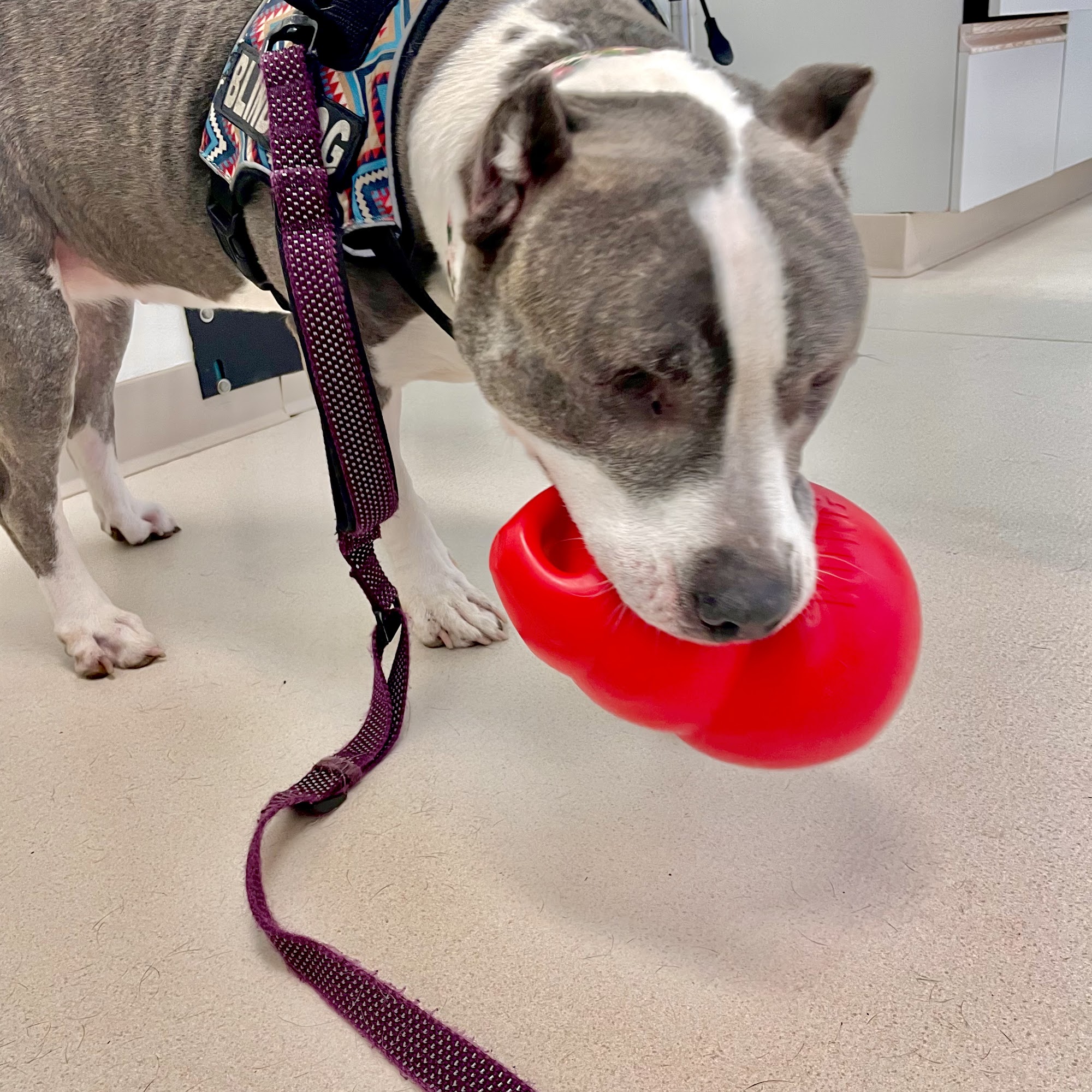 Metrowest Veterinary Associates Milford