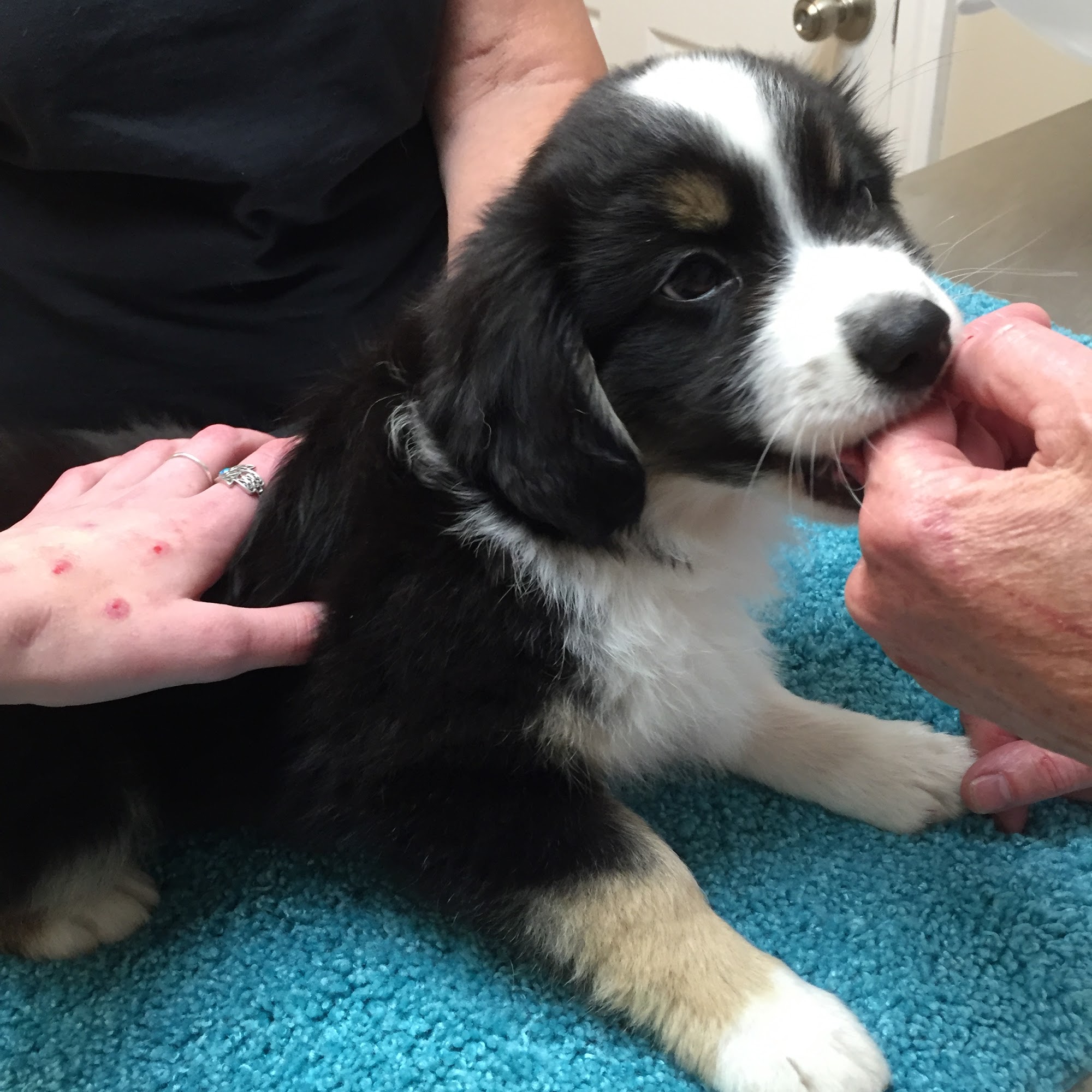 WagMore Veterinary Care Millbury