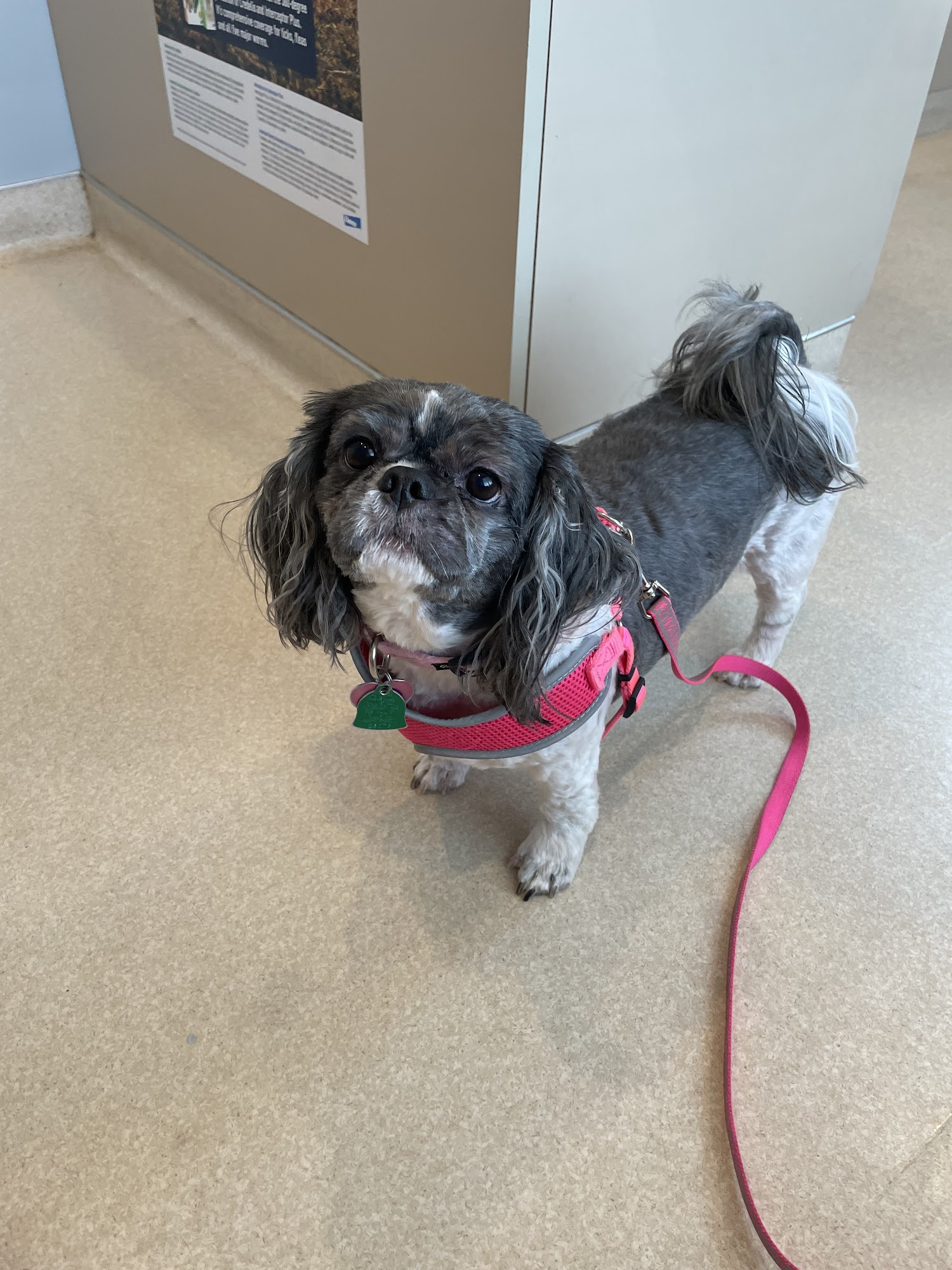 Main Street Veterinary Hospital Millis