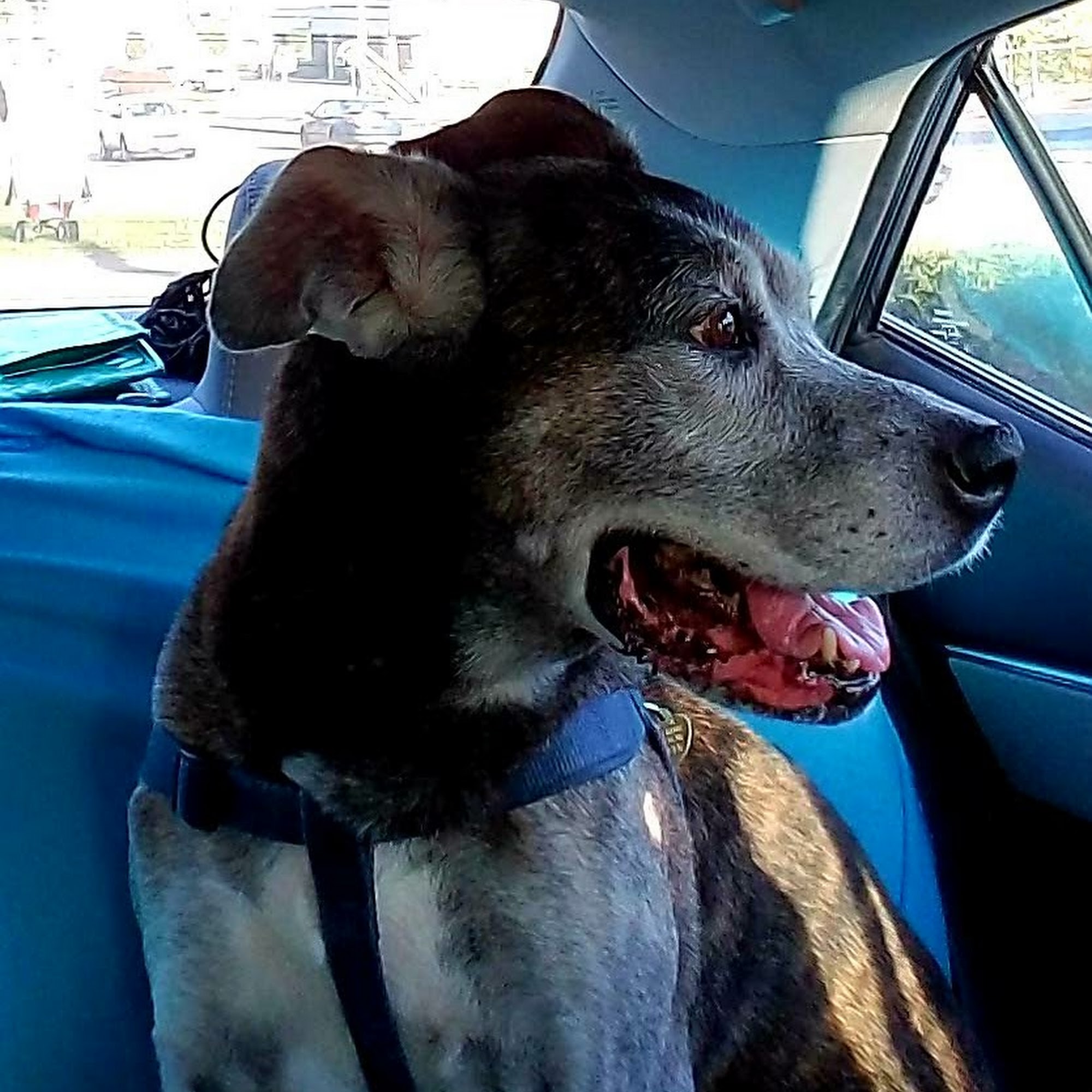 Main Street Veterinary Hospital Millis