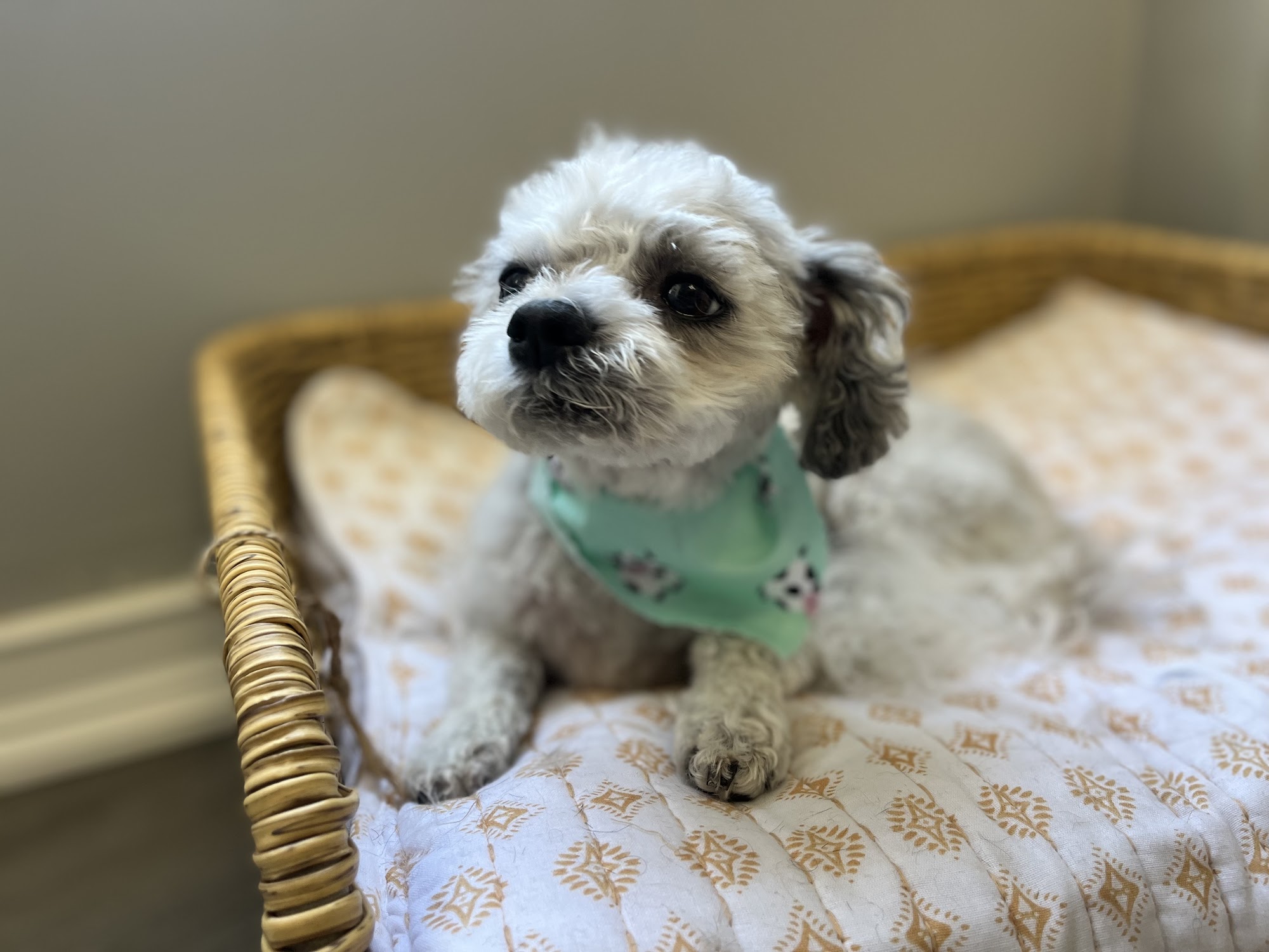 Four Paws - Pet Salon Millis