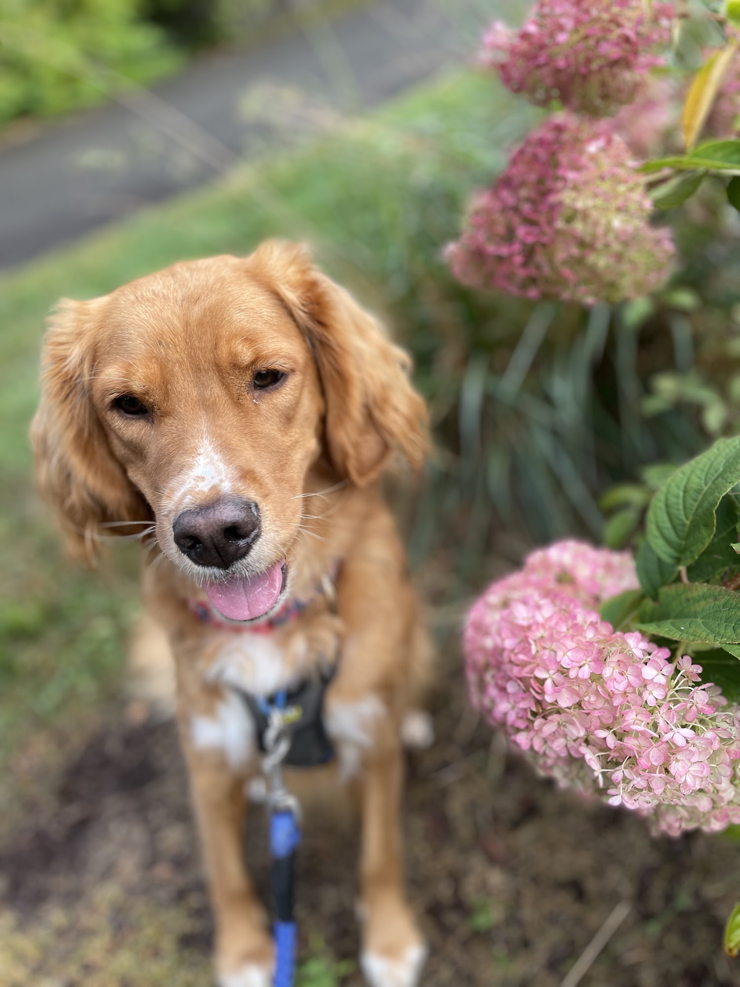 Canine Head Start Montague