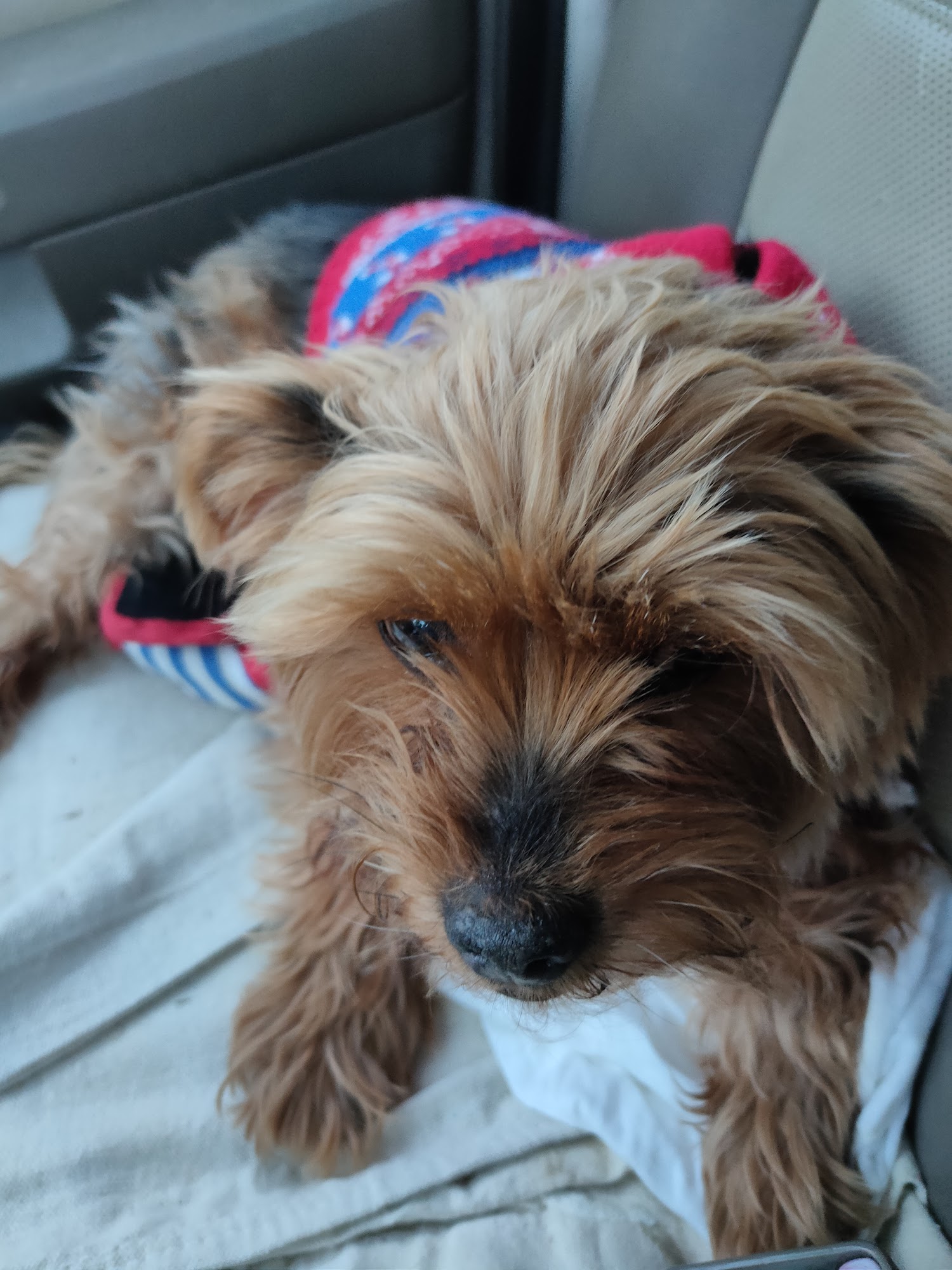 Offshore Animal Hospital, A Thrive Pet Healthcare Partner Nantucket