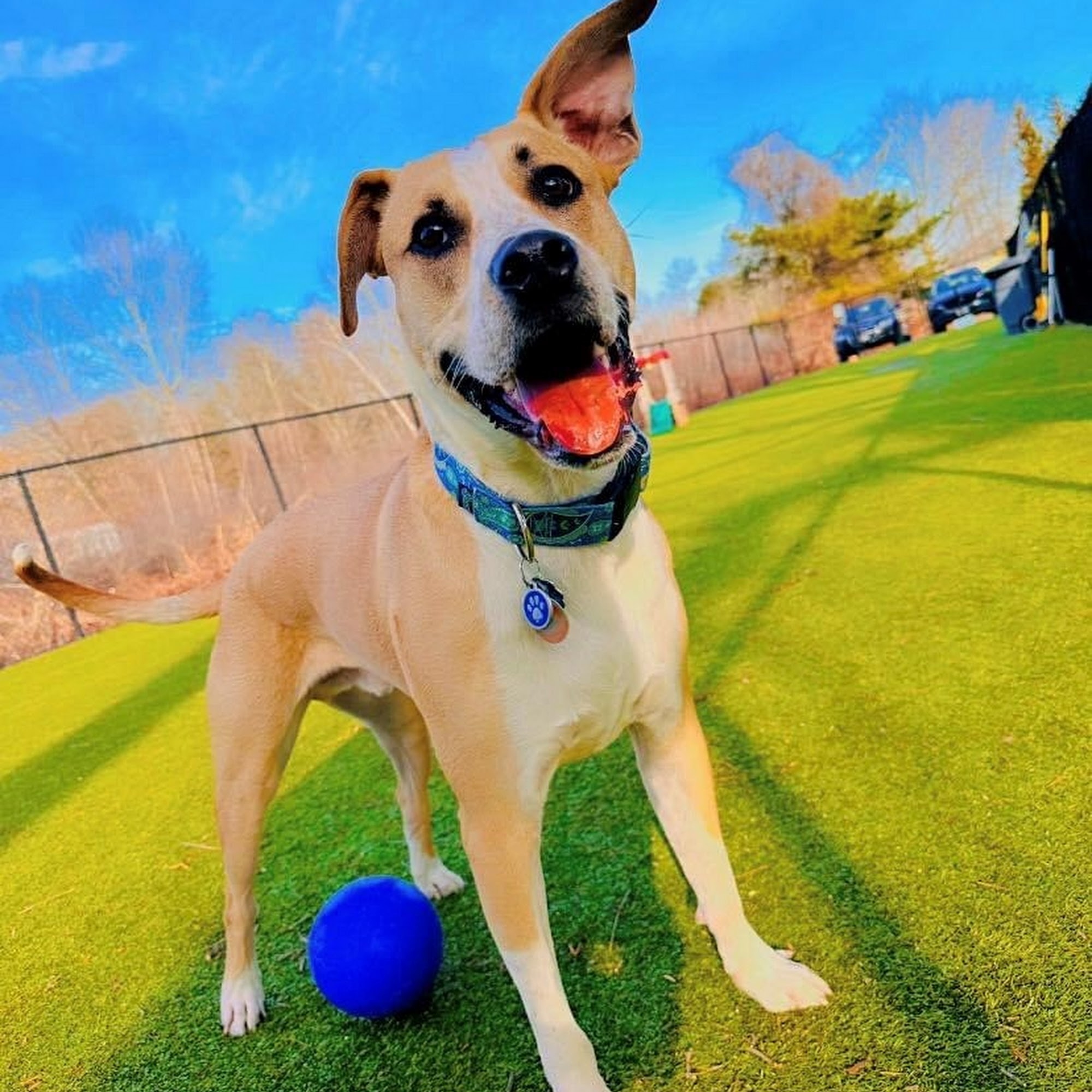 Thrive Pet Healthcare at Natick Natick