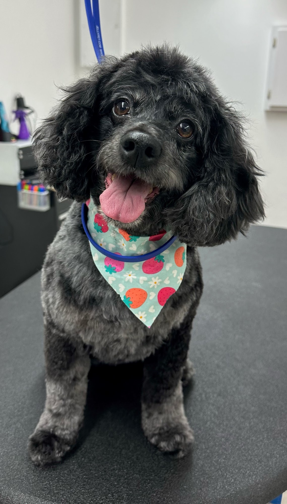 Thrive Pet Healthcare at Natick Natick