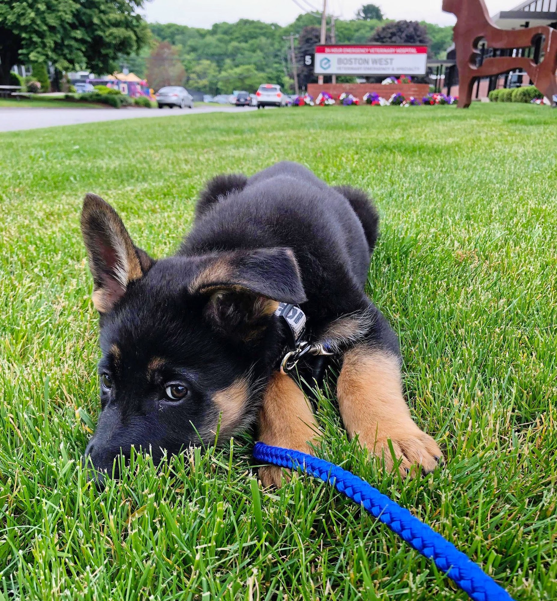 Boston West Veterinary Emergency & Specialty Natick