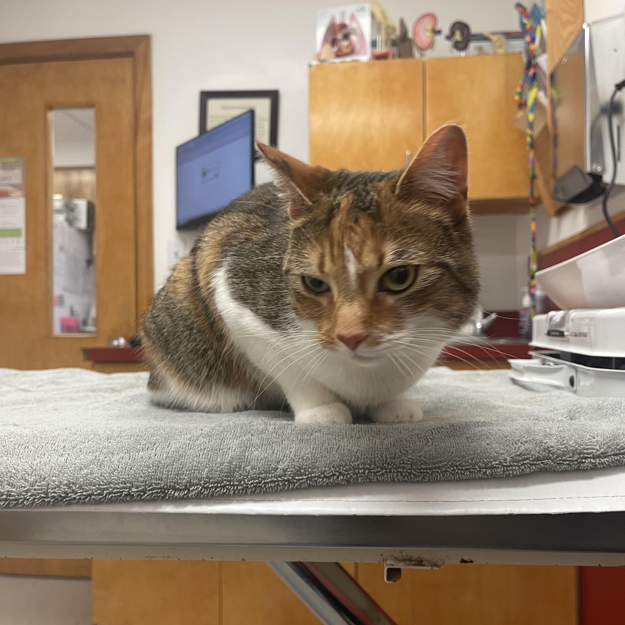 Wellesley Natick Veterinary Hospital Natick