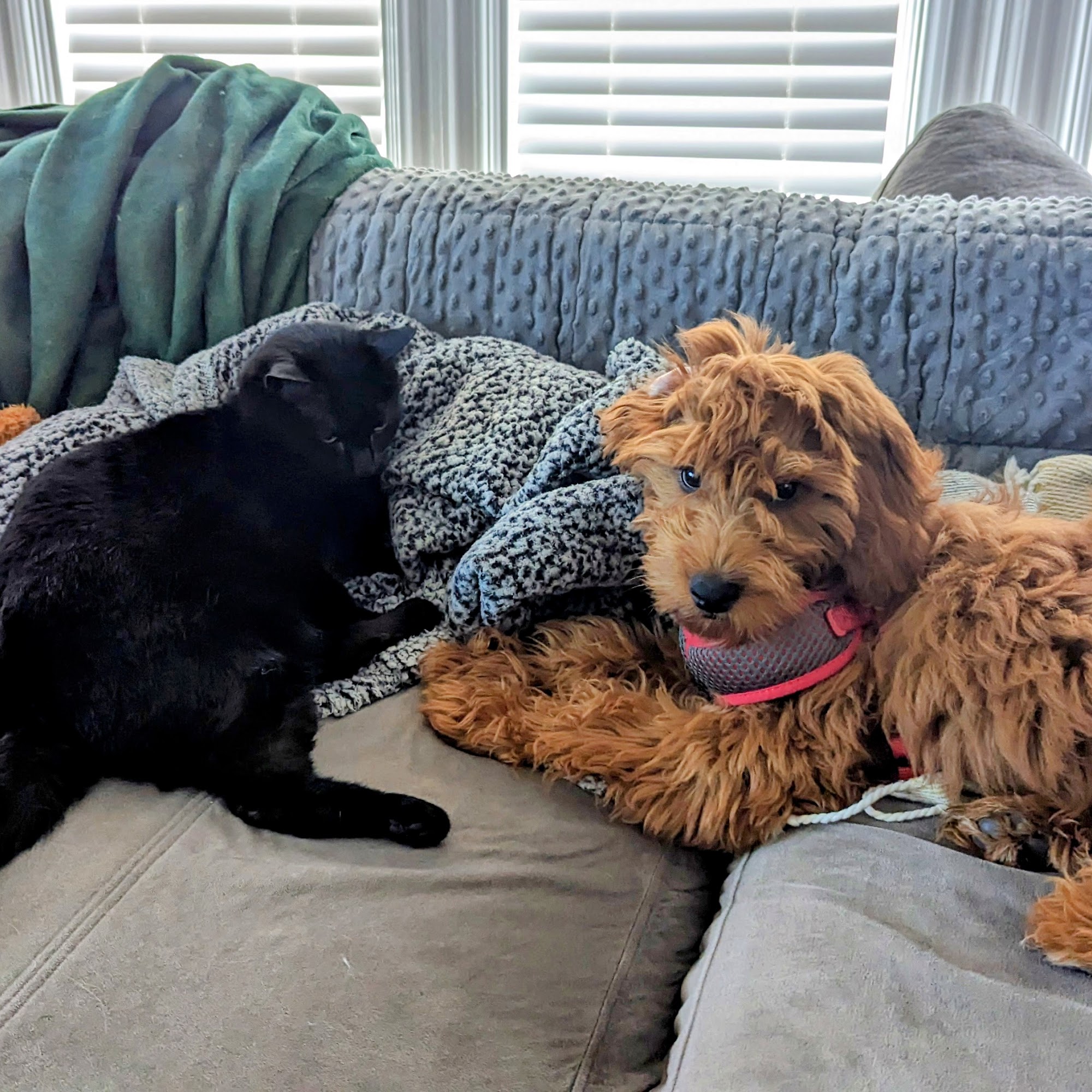 Four Paws Hotel and Spa Natick