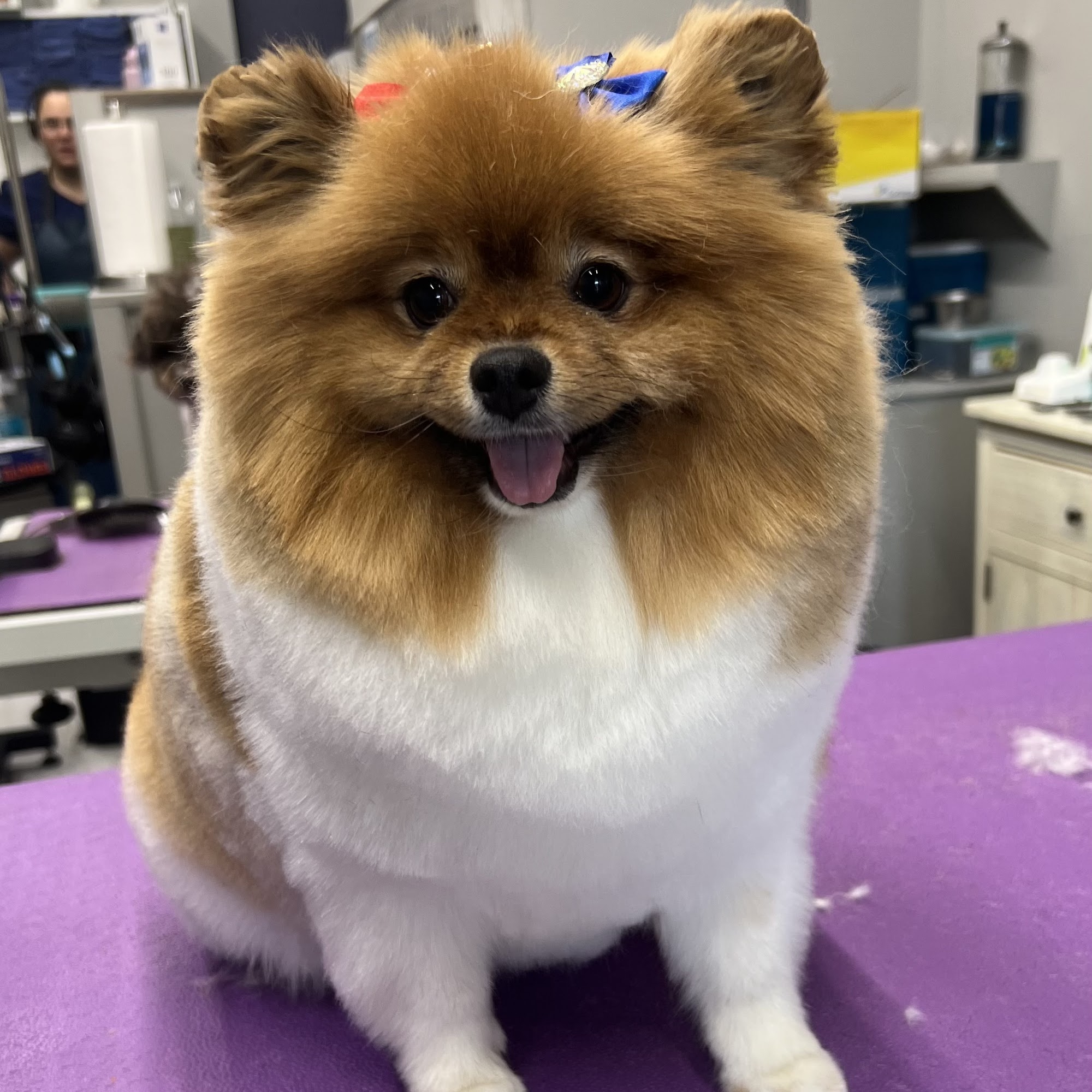 Clip & Dip Dog Grooming Natick