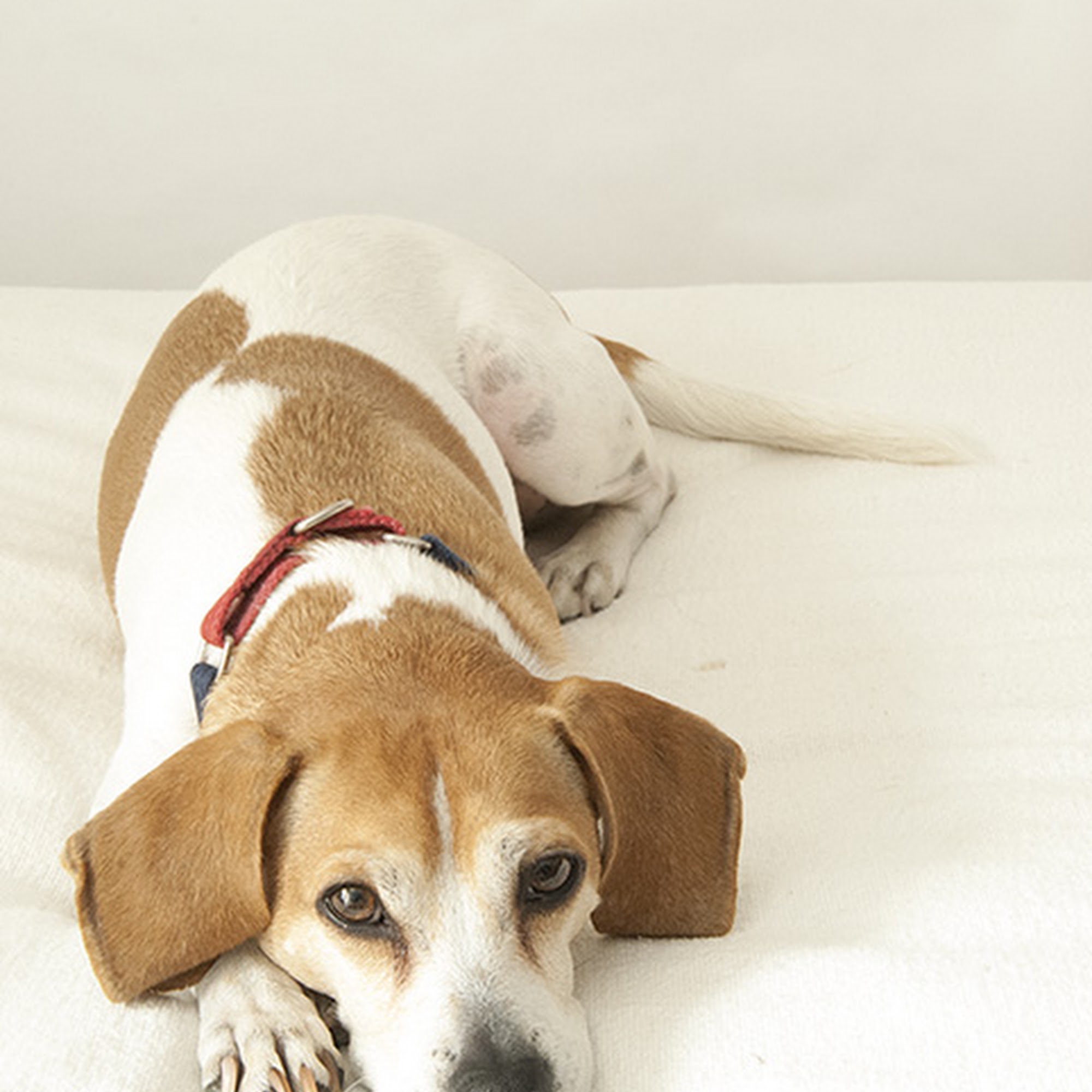 Chestnut Street Animal Hospital Needham