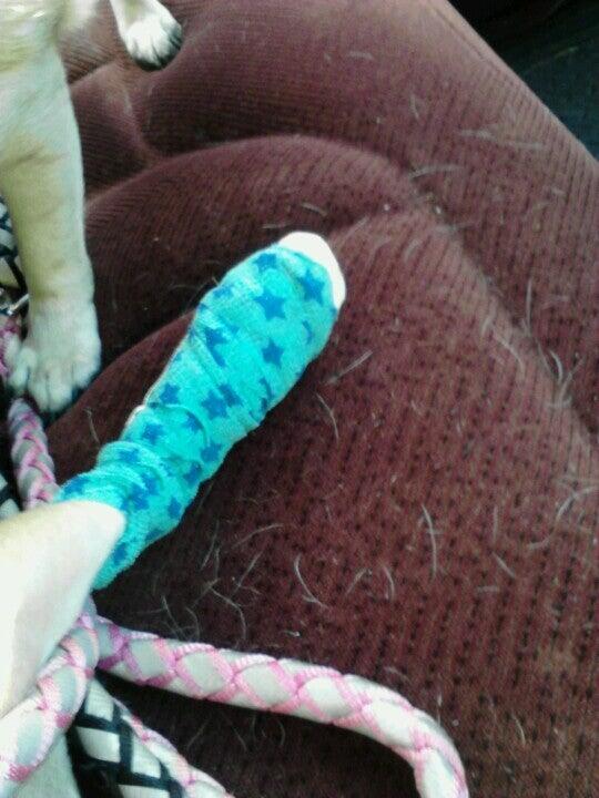 Tlc Veterinary Hospital New Bedford