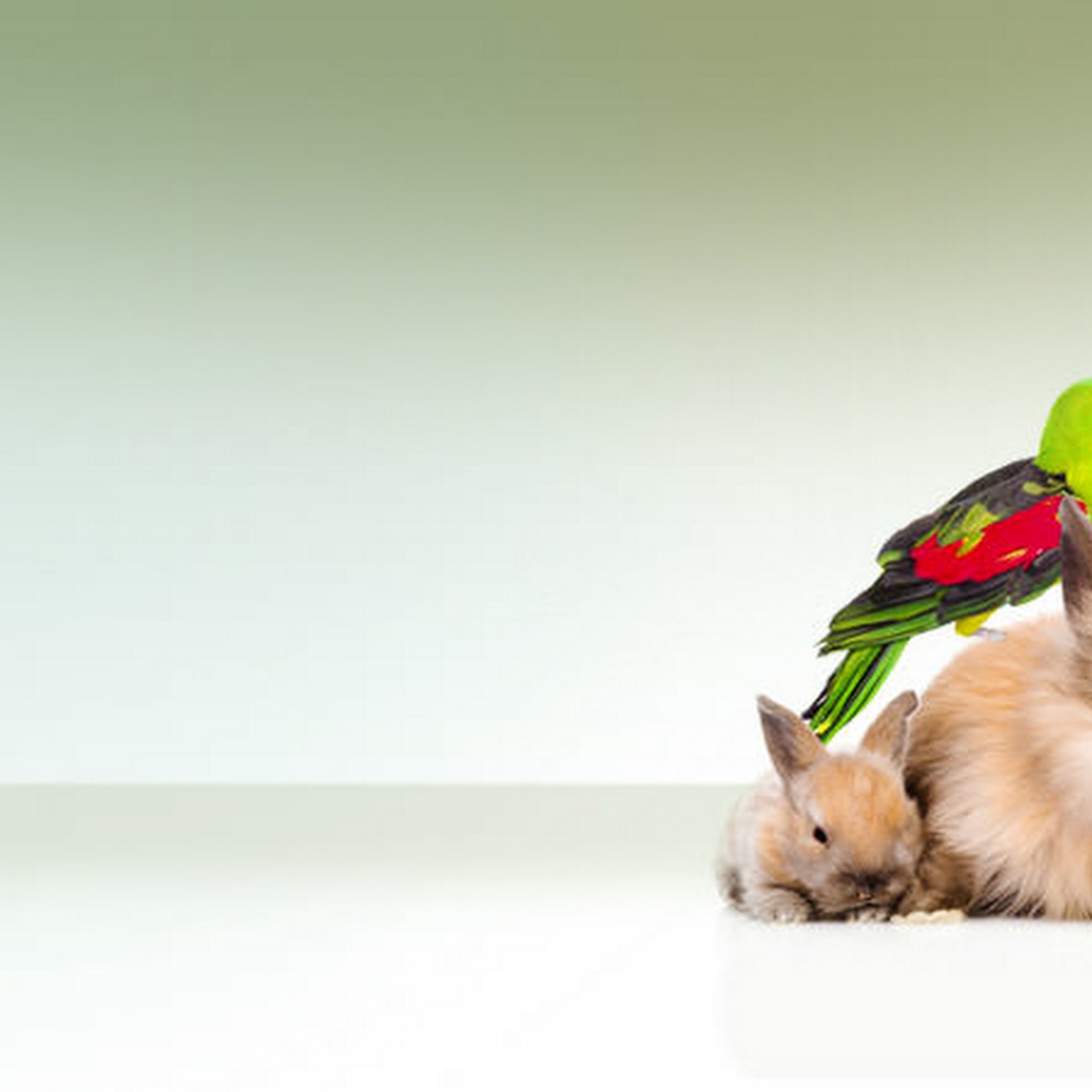 Tlc Veterinary Hospital New Bedford