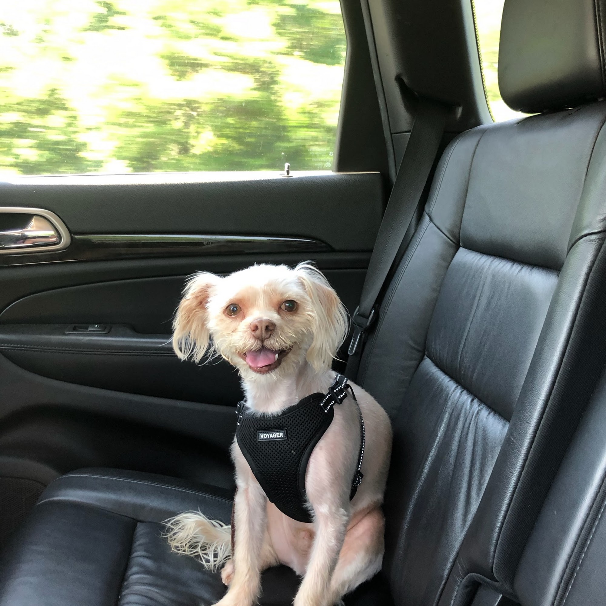 Bartlett's Cove Pet Care Newburyport