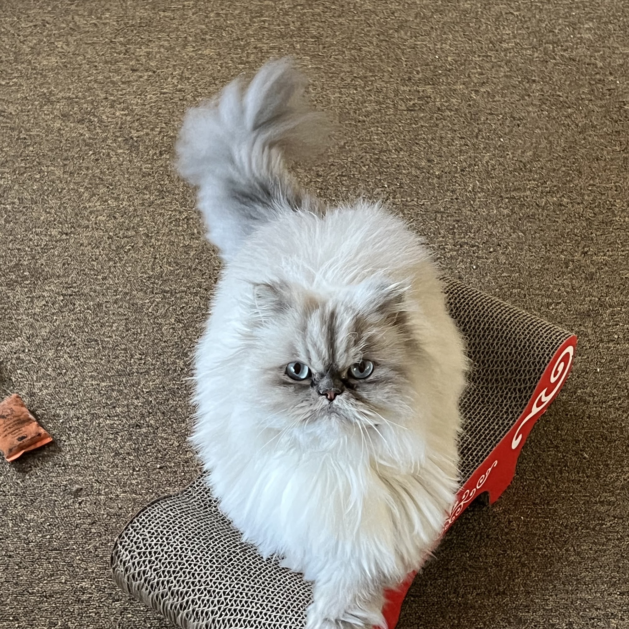 Newton Animal Hospital, A Thrive Pet Healthcare Partner Newton