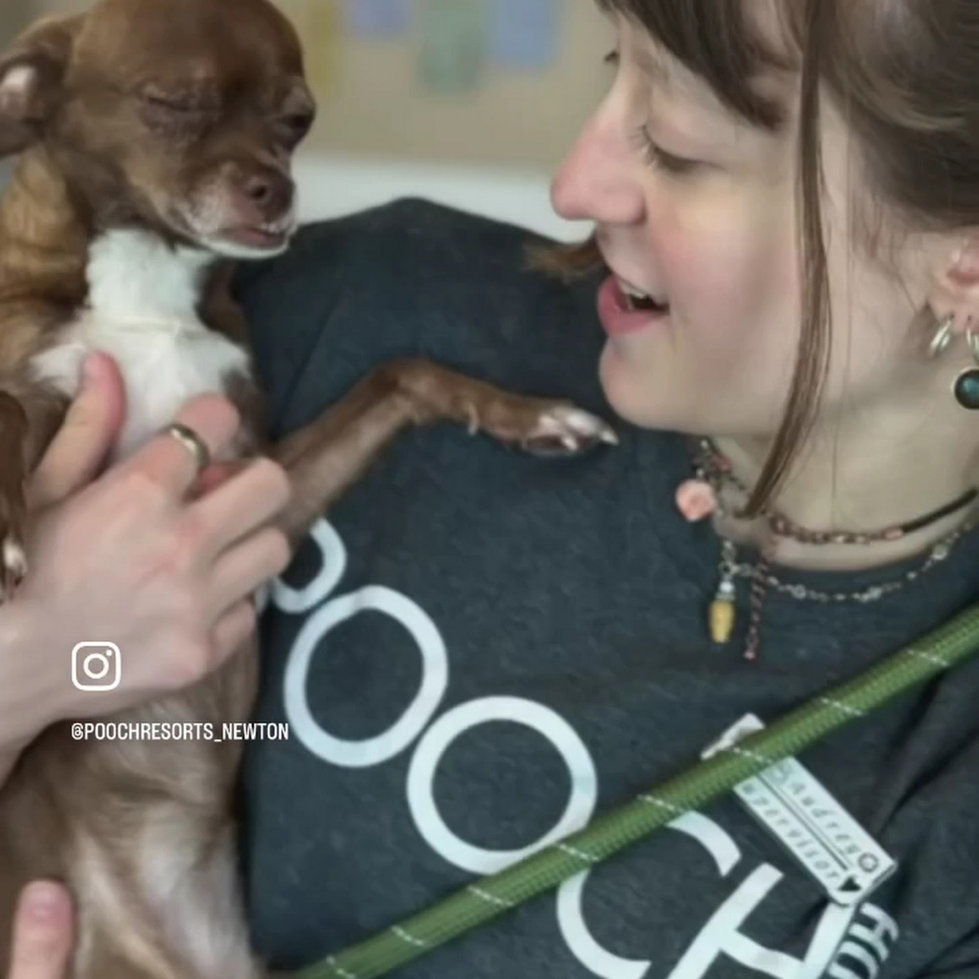 Pooch Hotel Newton Newton