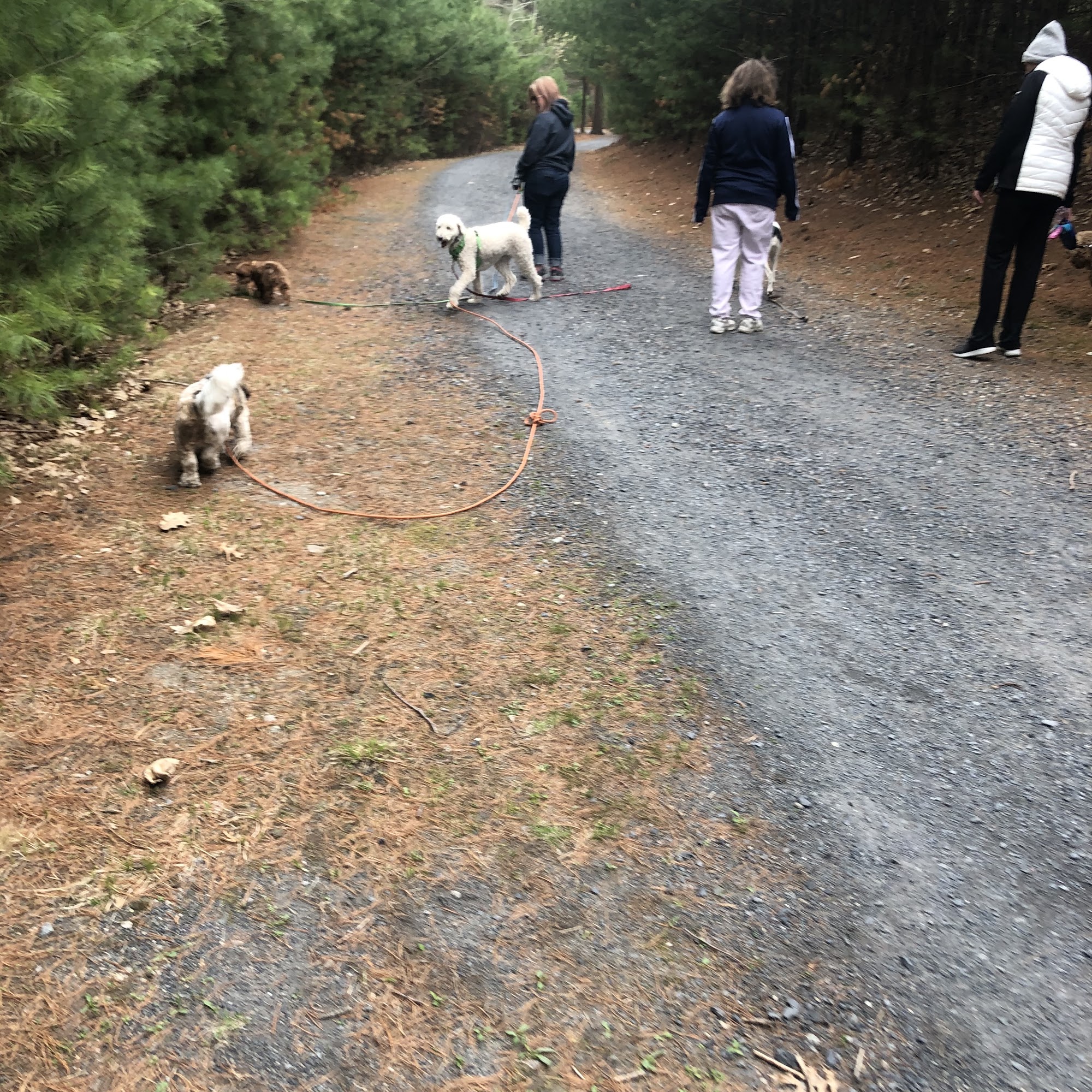 Leashrly Life Norfolk