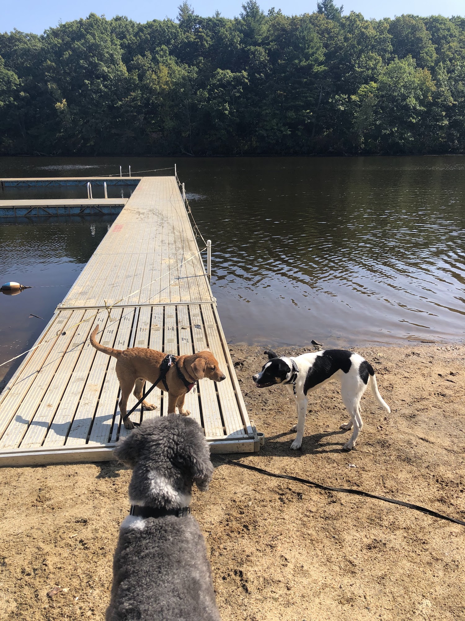 Leashrly Life Norfolk