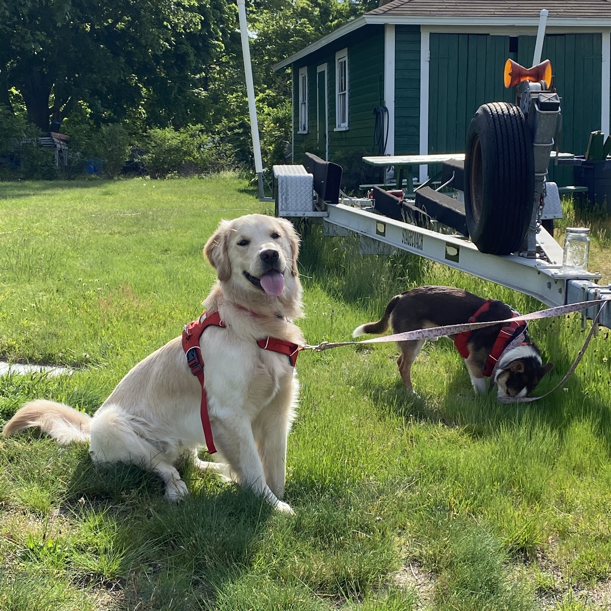 North County Veterinary Hospital North Adams