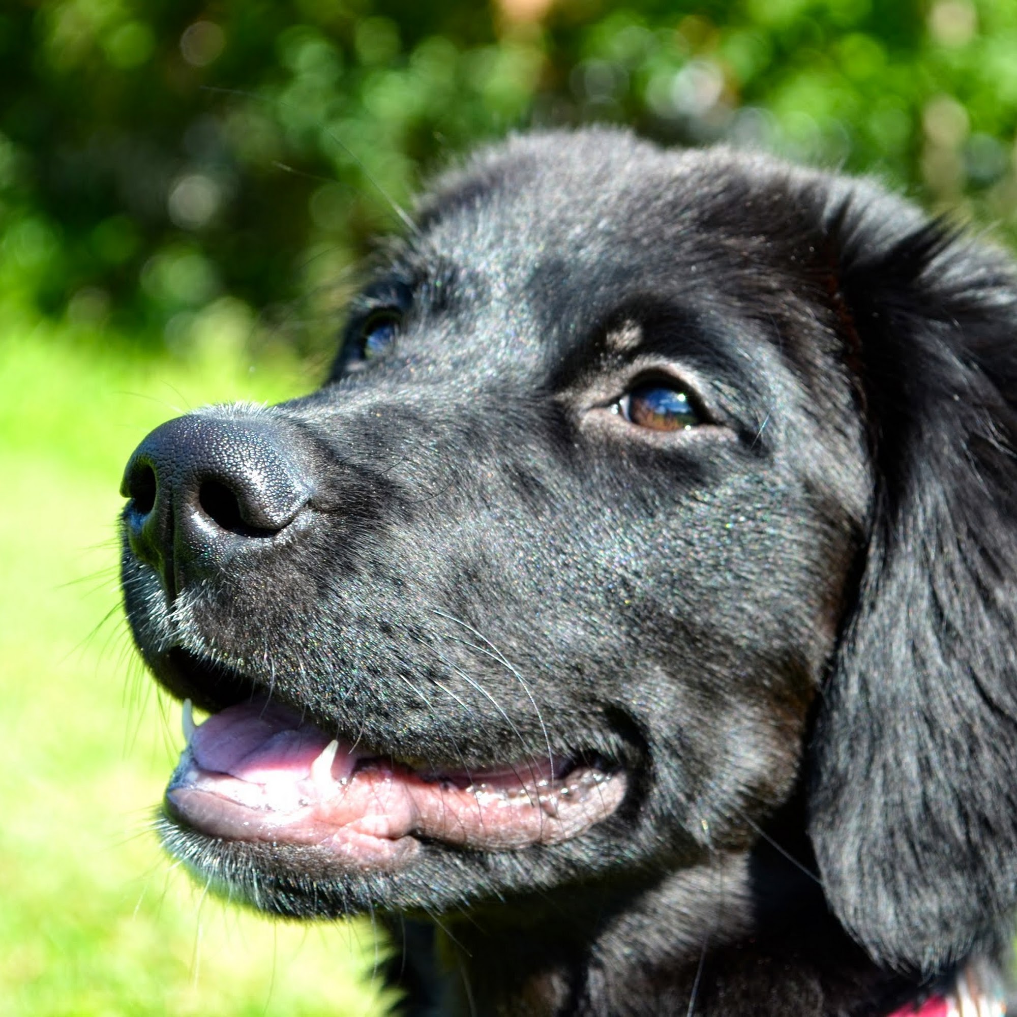 Greylock Animal Hospital North Adams