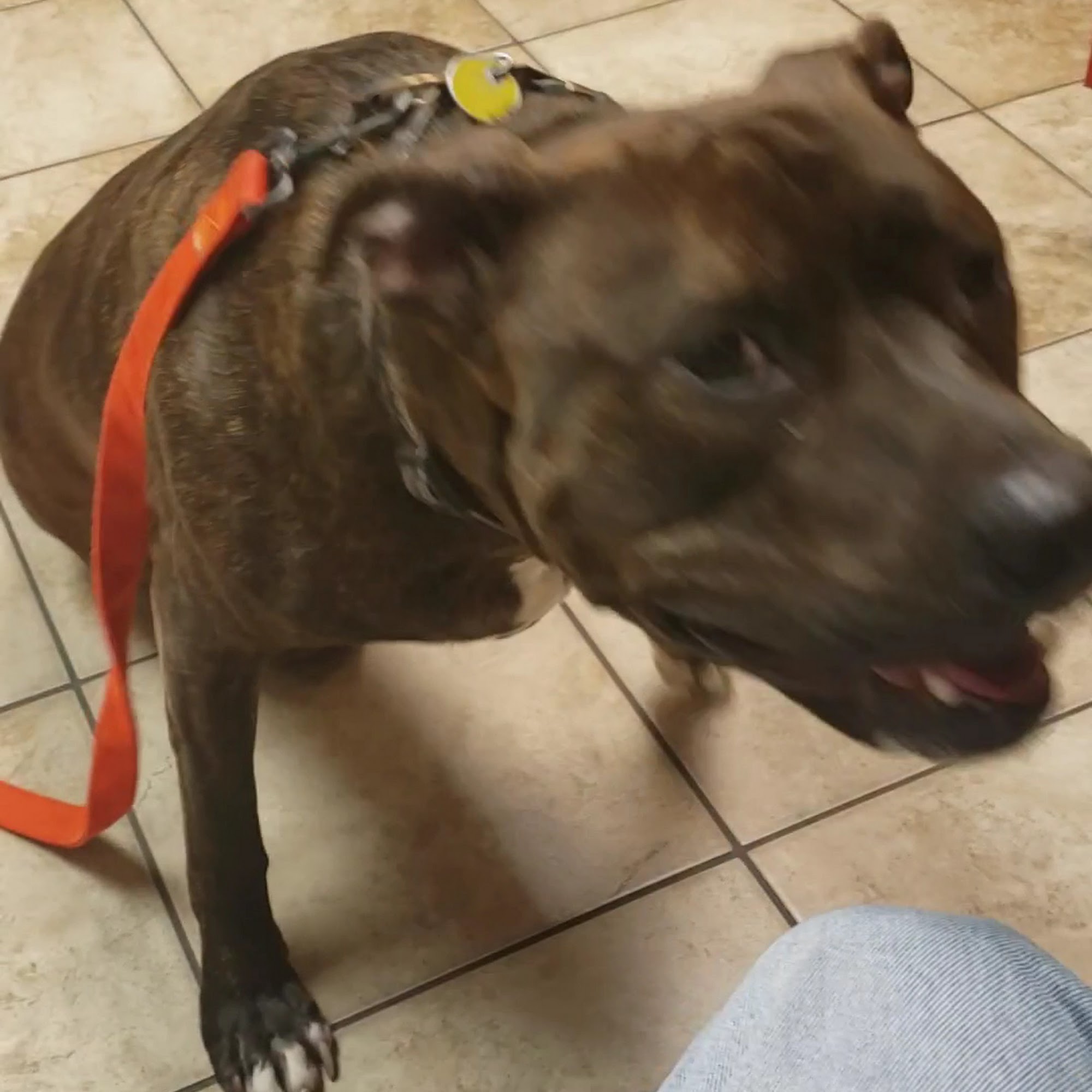 North Andover Haverhill Animal Hospital North Andover