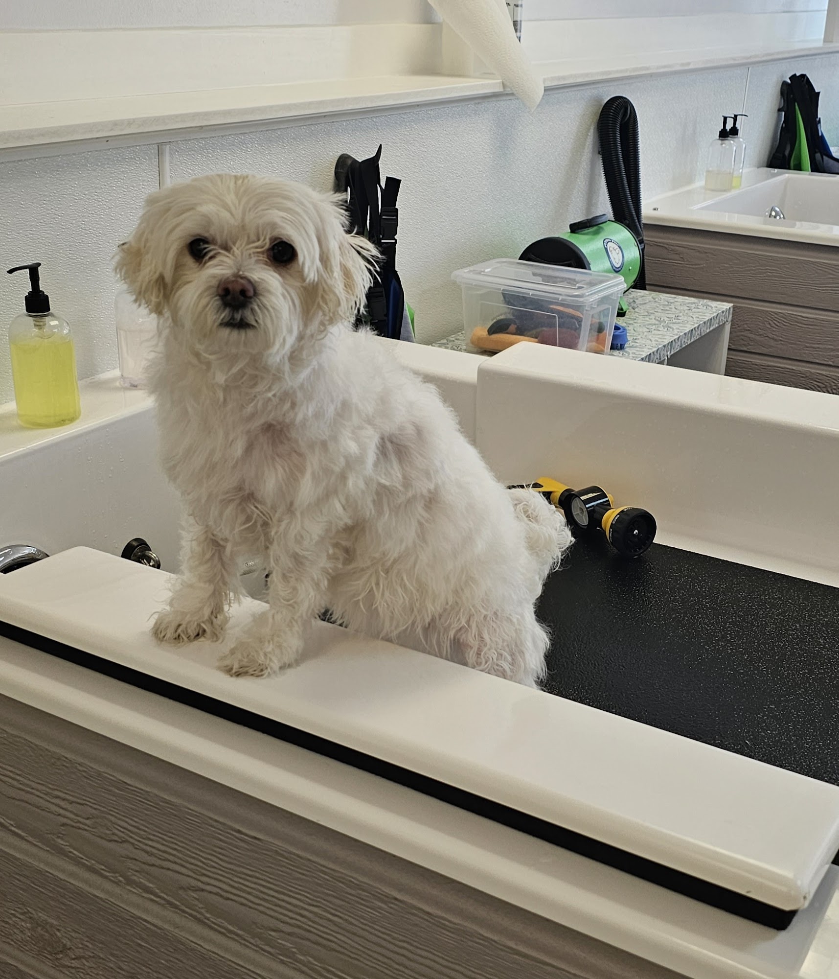 That Dirty Dog North Andover