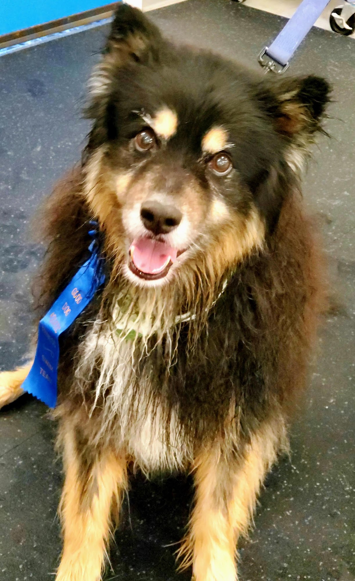 Good Dog Aquatic Fitness North Andover