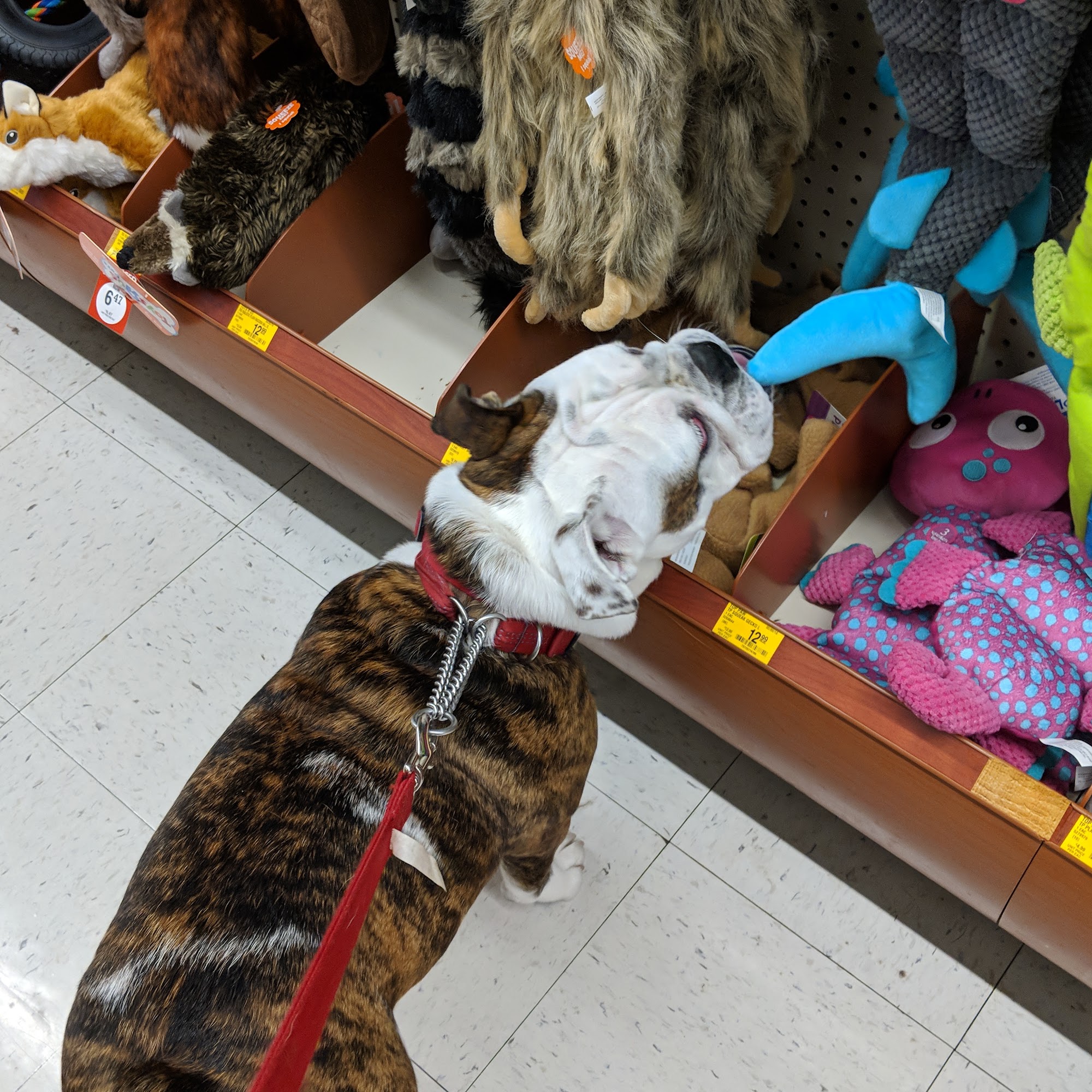 PetSmart North Attleborough